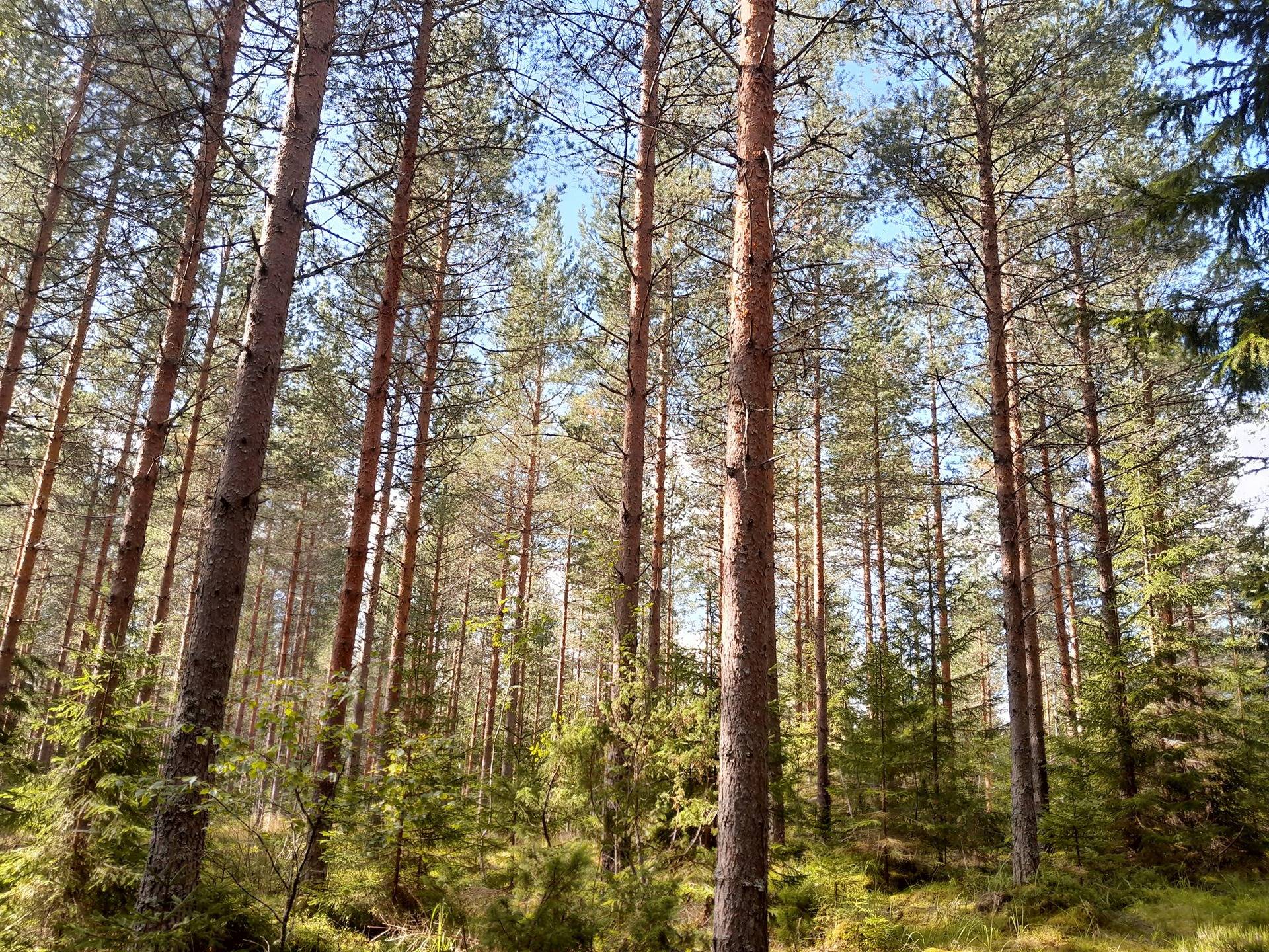 Suorinne 249-411-6-61 1