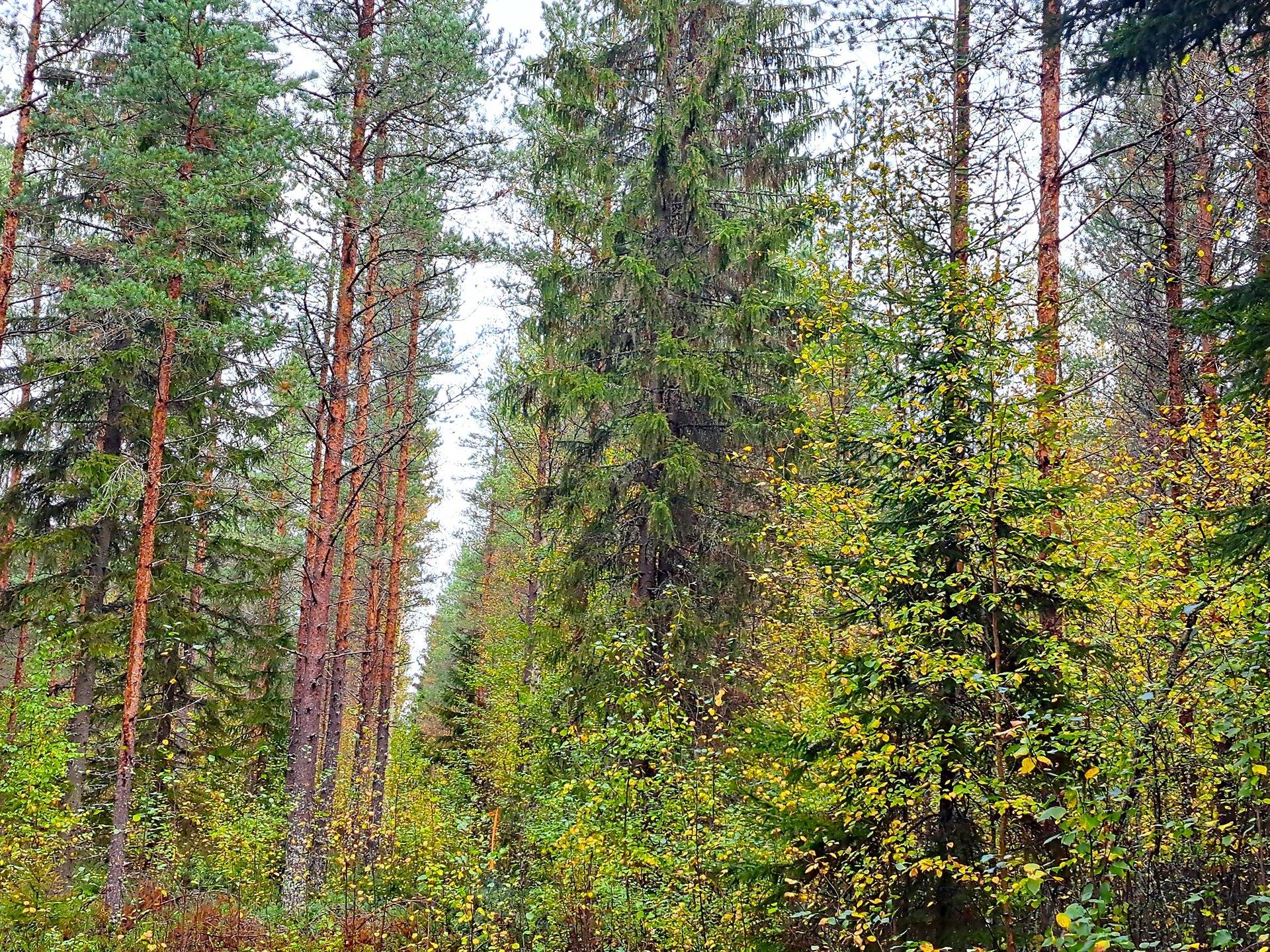 Vimpeli Sääksjärvi JUHOLA 5:79 metsäpalsta 28,2 ha 1