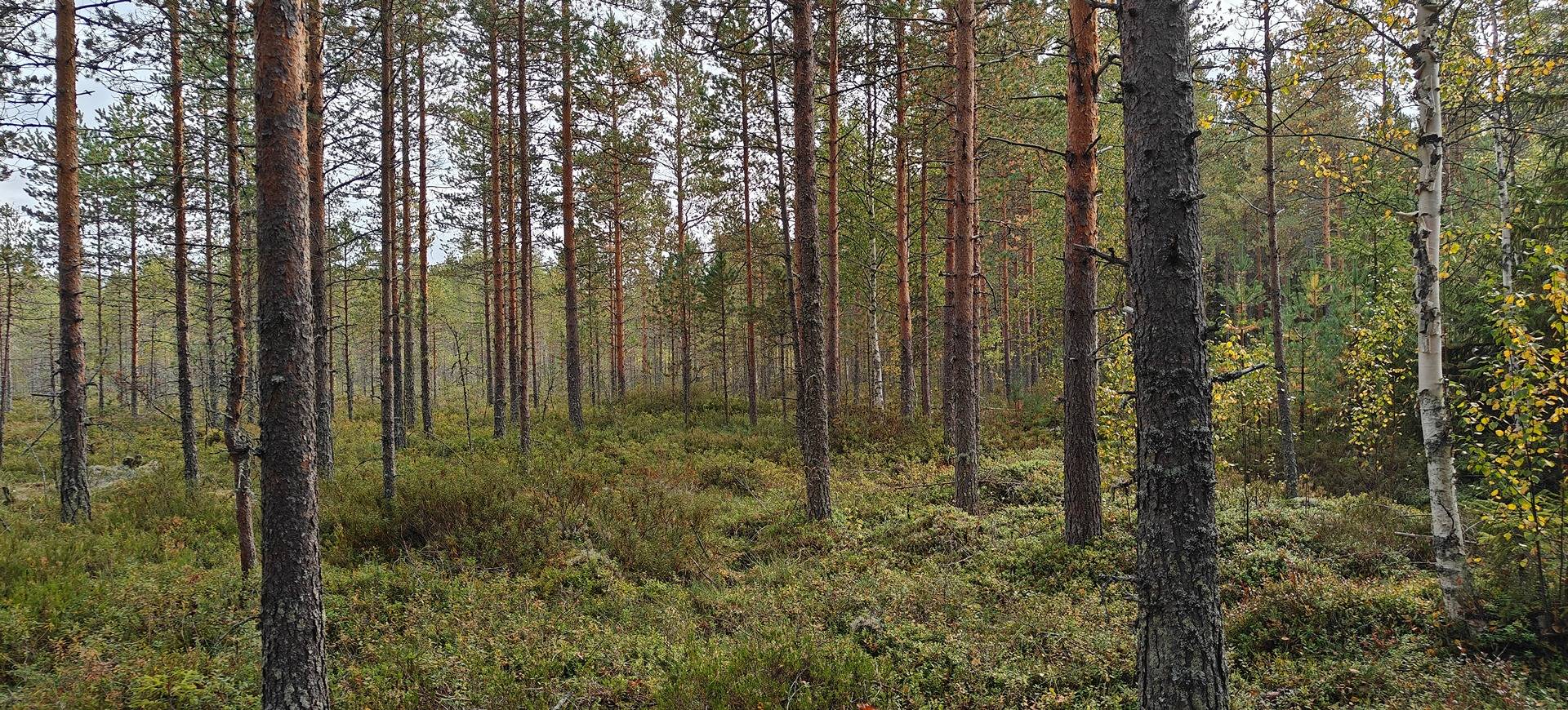 Ähtäri, Ahopelto 989-403-3-65 1