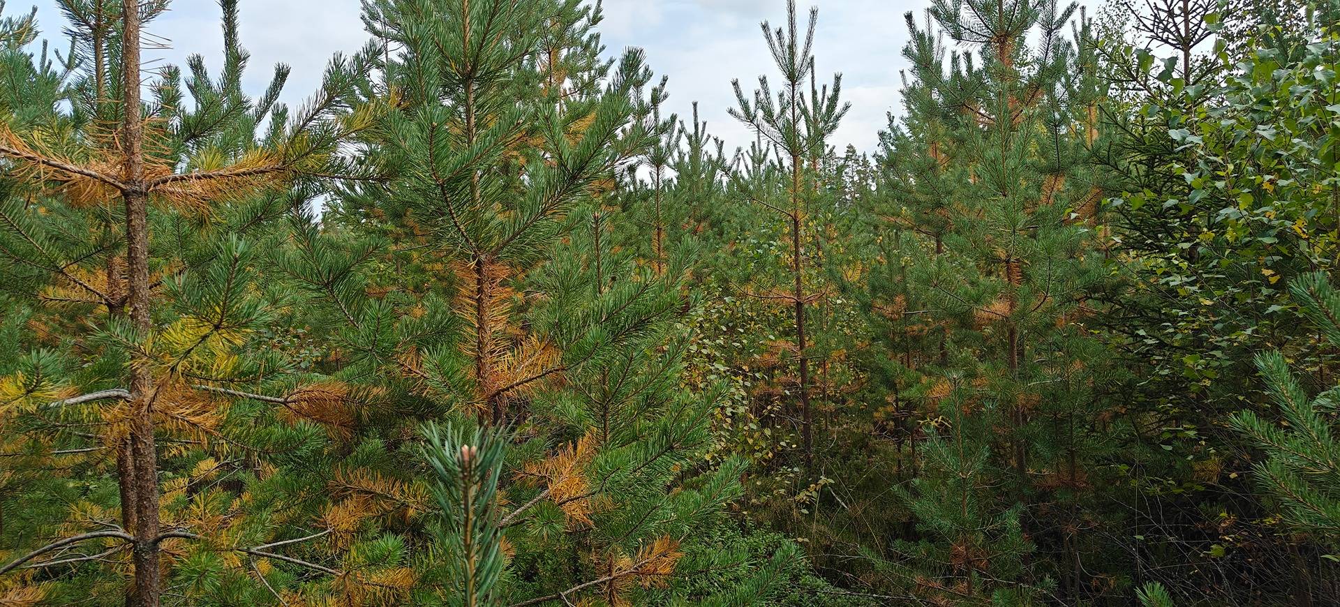 Alajärvi, Kortekangas 5-402-3-259 1