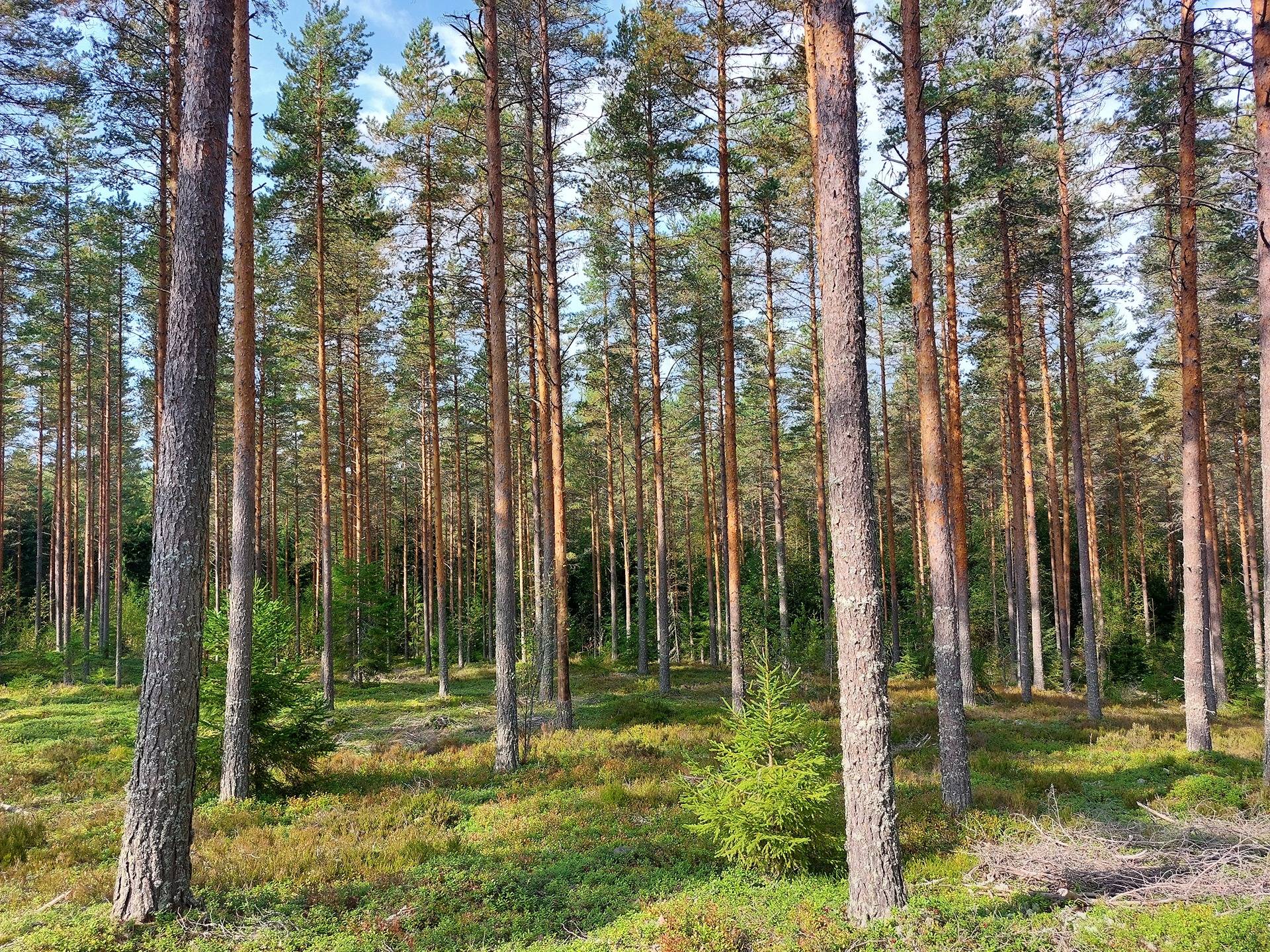 Kirpunkorpi 405-570-3-71 1