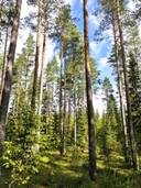 Metsämääräala Lehtonen 1:36 1