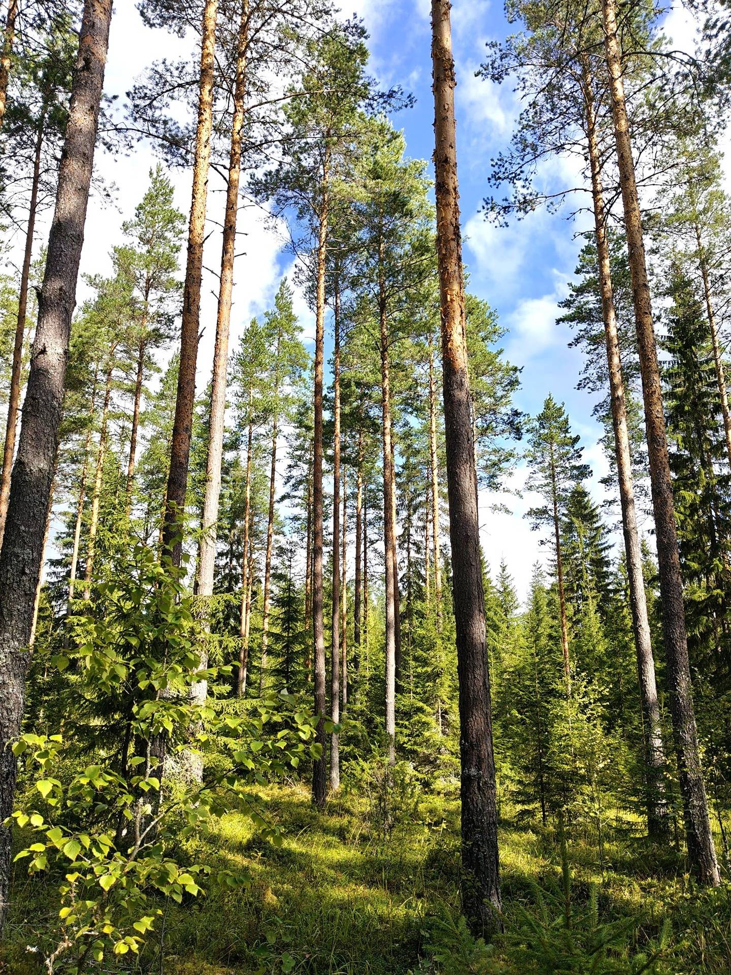 Metsämääräala Lehtonen 1:36 1