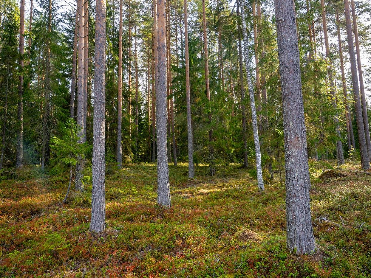 Tuuliharju 739-426-2-472 1