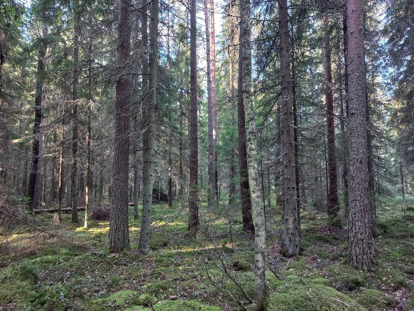 Kansikuva kohteelle Kohtala