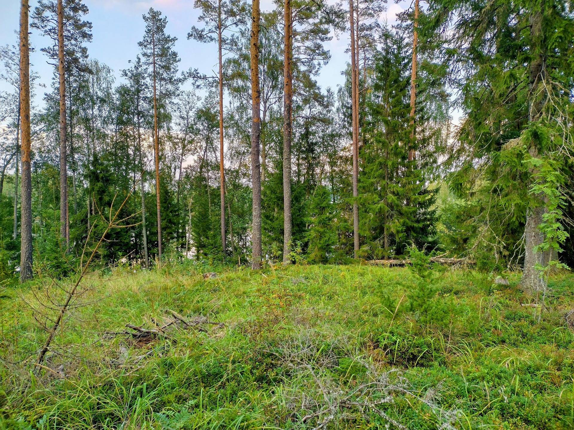 Metsätila Siikaisissa, Esala 1