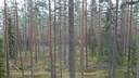 Metsä-Järvelä 31:7 1