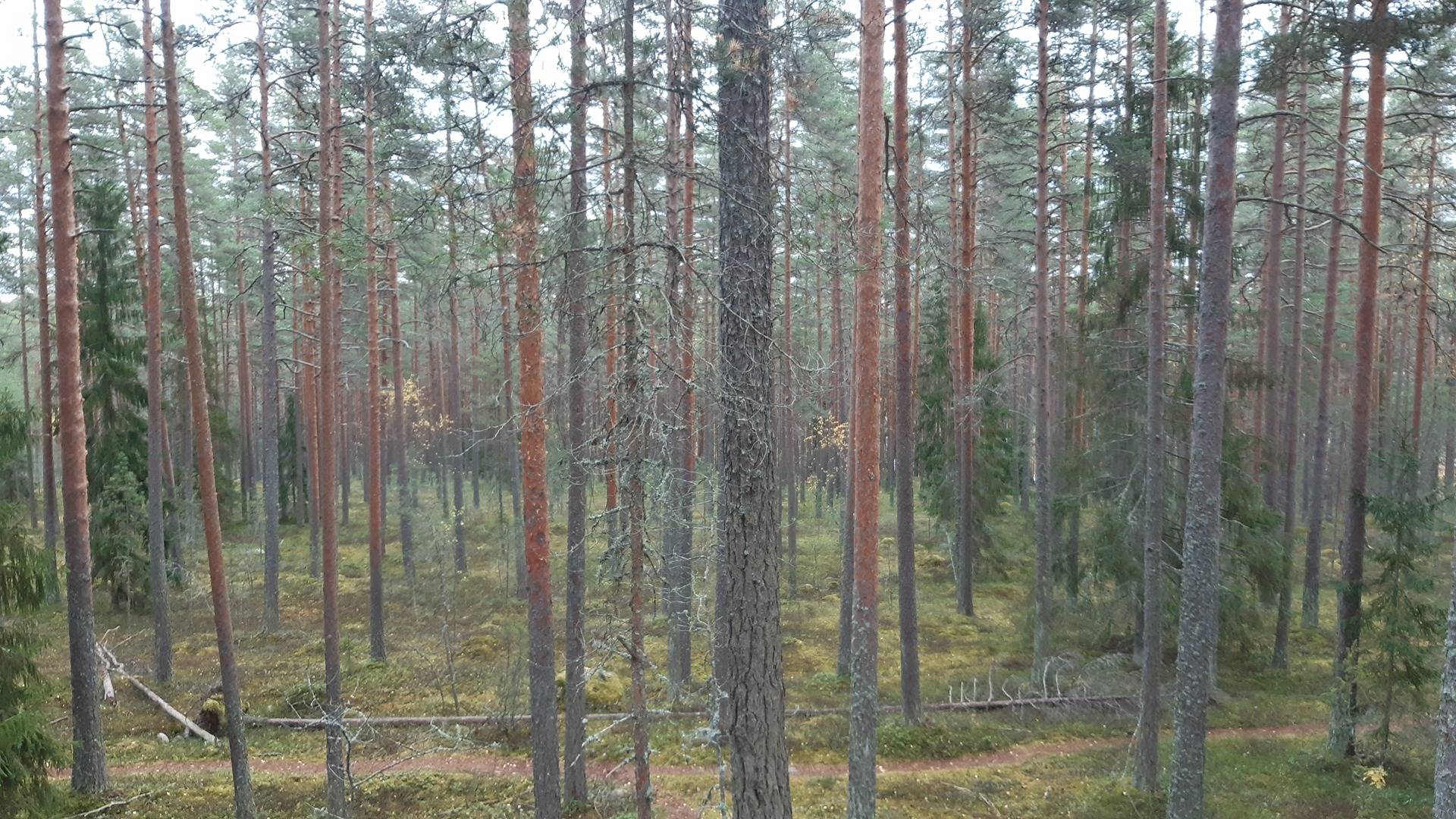 Metsä-Järvelä 31:7 1