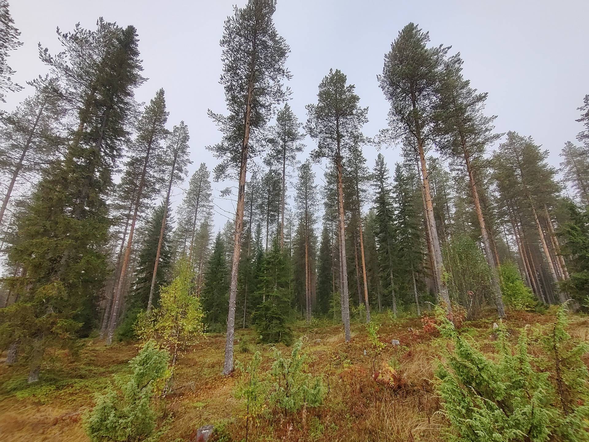 Kotila 765-405-21-44 ja Rappeikko II 765-405-21-16 1