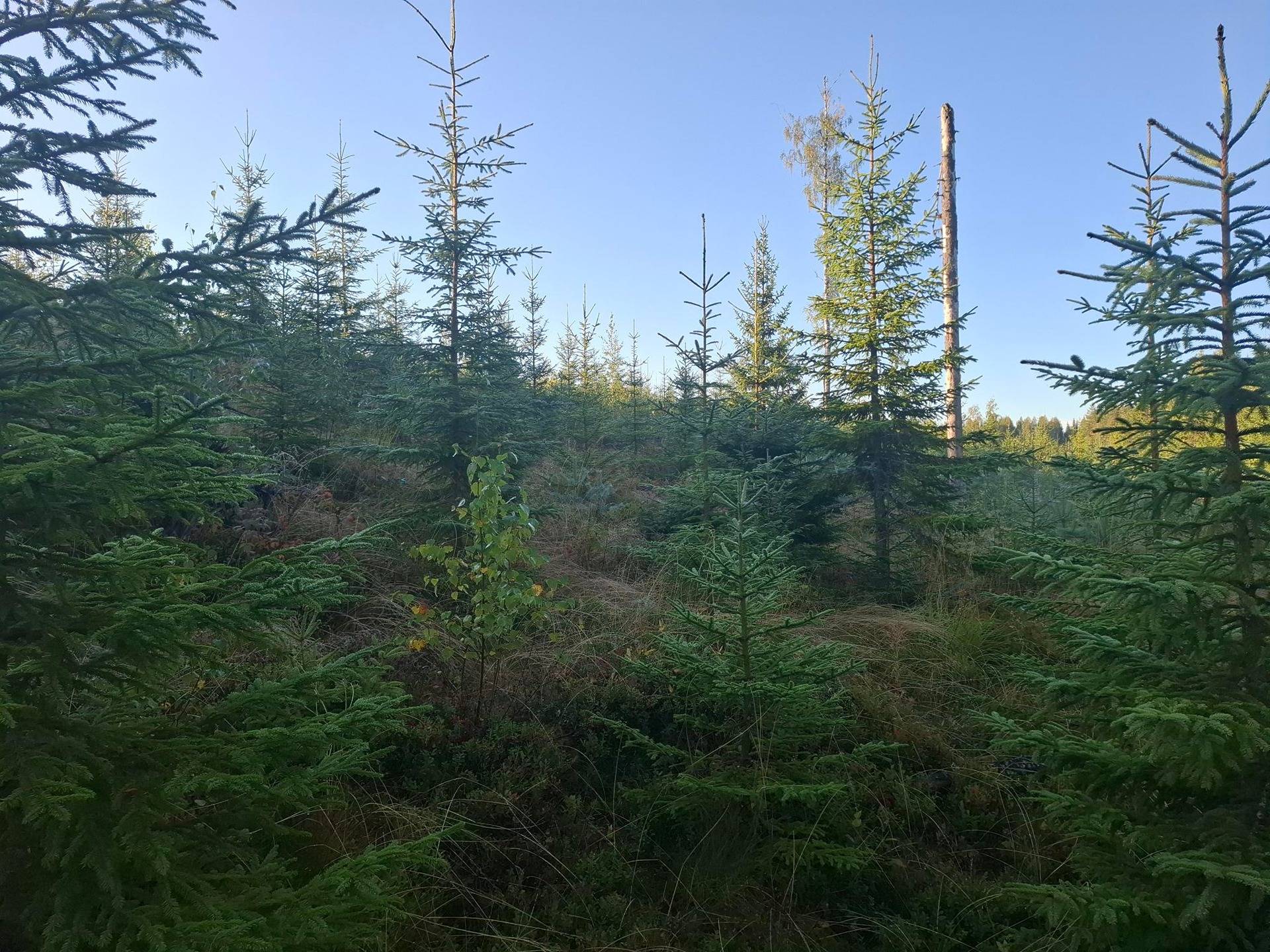 AARILA 426-404-17-82, Leppälahti 1