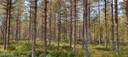 Metsätila Kauhajoella, Kangasmaa ja määräala metsää Honkajoella, Marjamaa 1