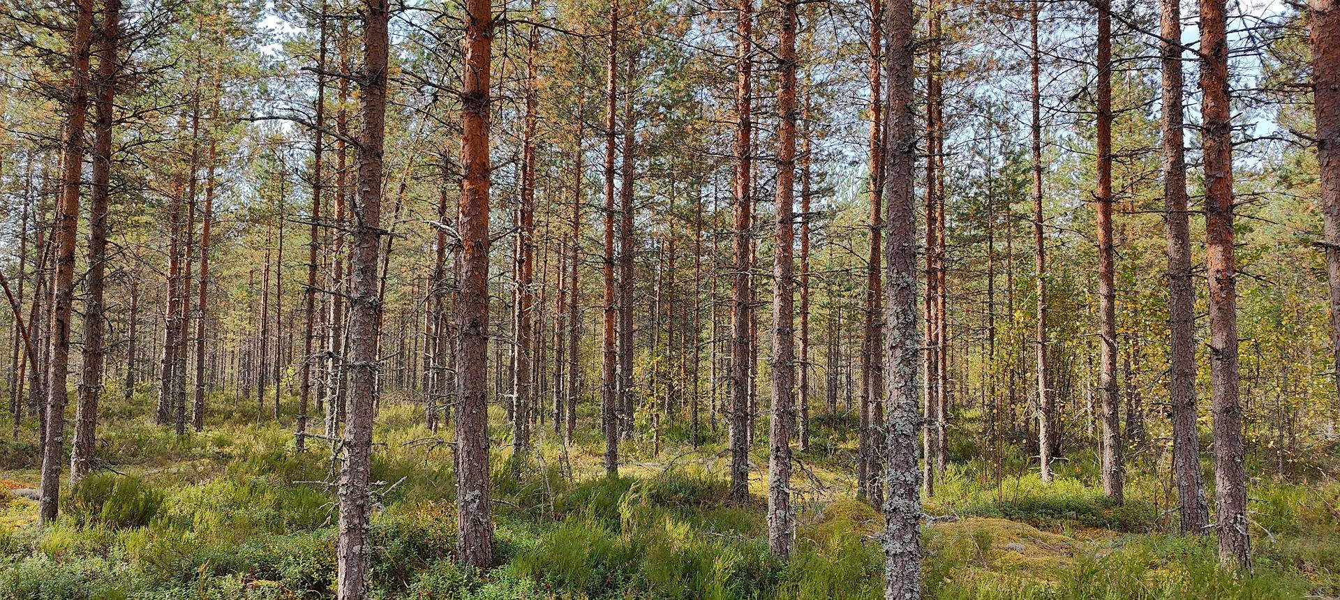 Metsätila Kauhajoella, Kangasmaa ja määräala metsää Honkajoella, Marjamaa 1