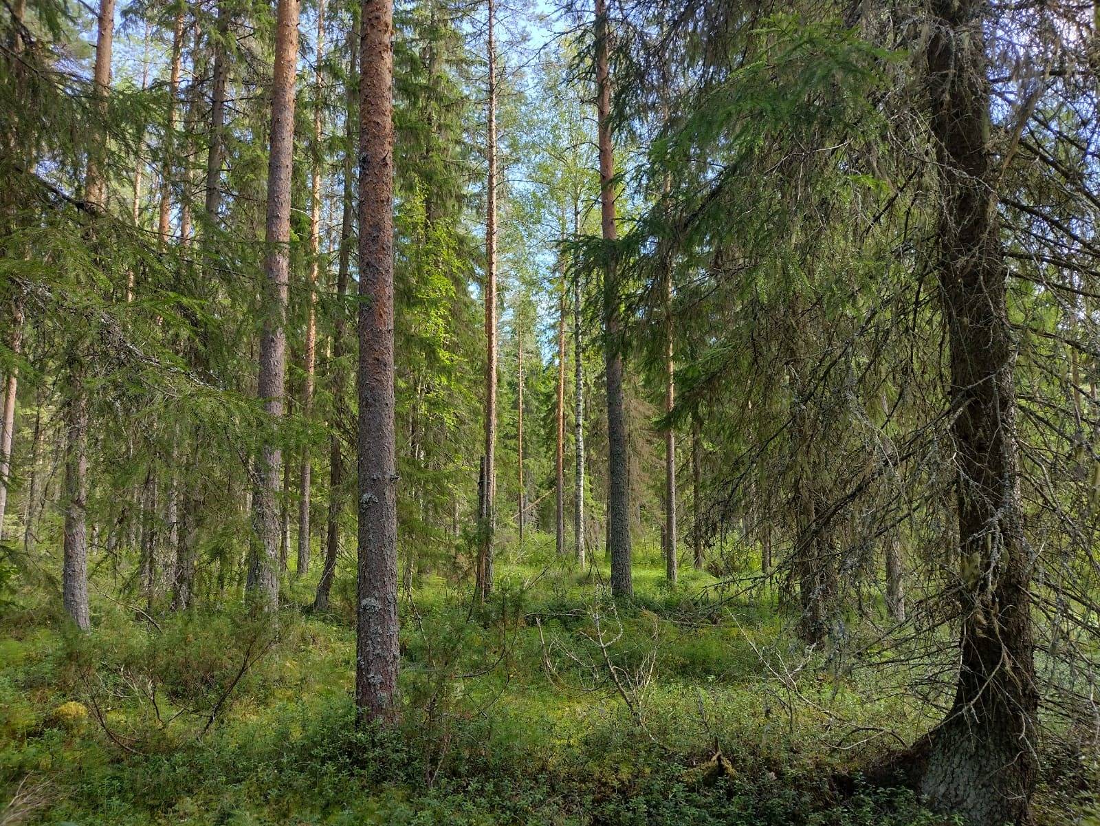 Hakala 71-402-80-18, Hakala II 71-402-4-116 ja Mattila 71-402-4-373 1