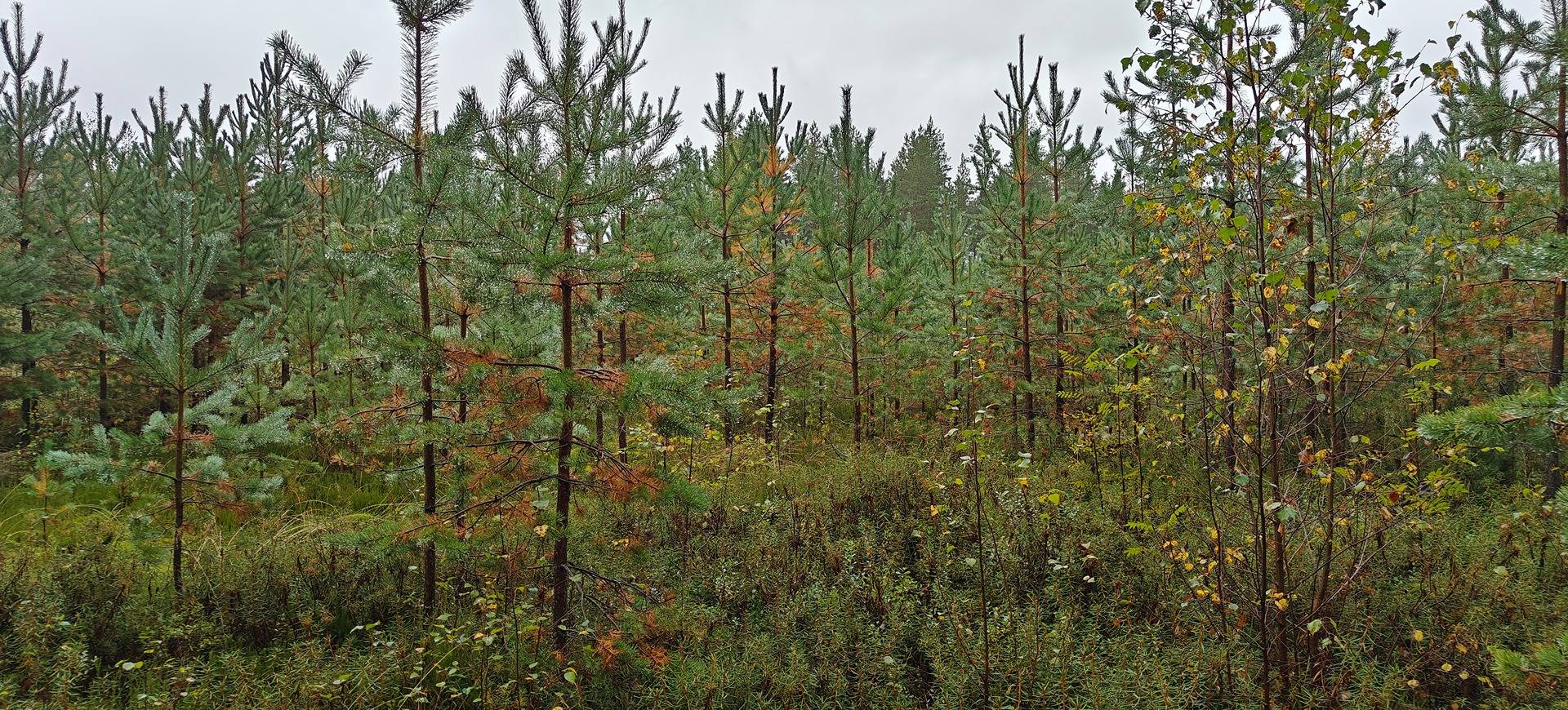 Alavus, Uusi-Myllymäki 10-401-36-19 määräala 1