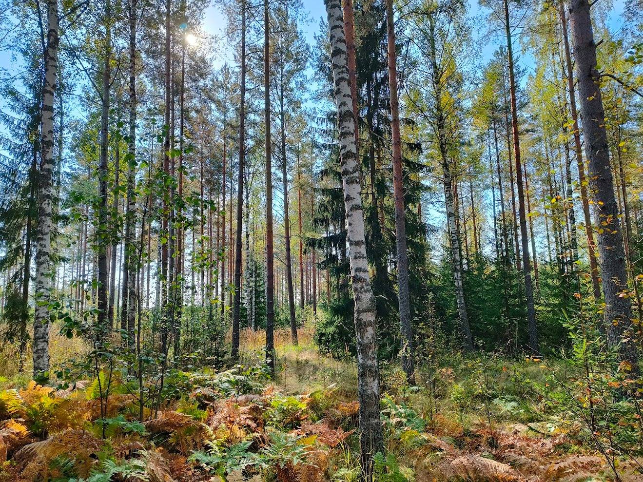 Suokallio 489-402-1-93, Autionmäki 489-402-1-97 ja Autionpelto 489-402-1-96 1