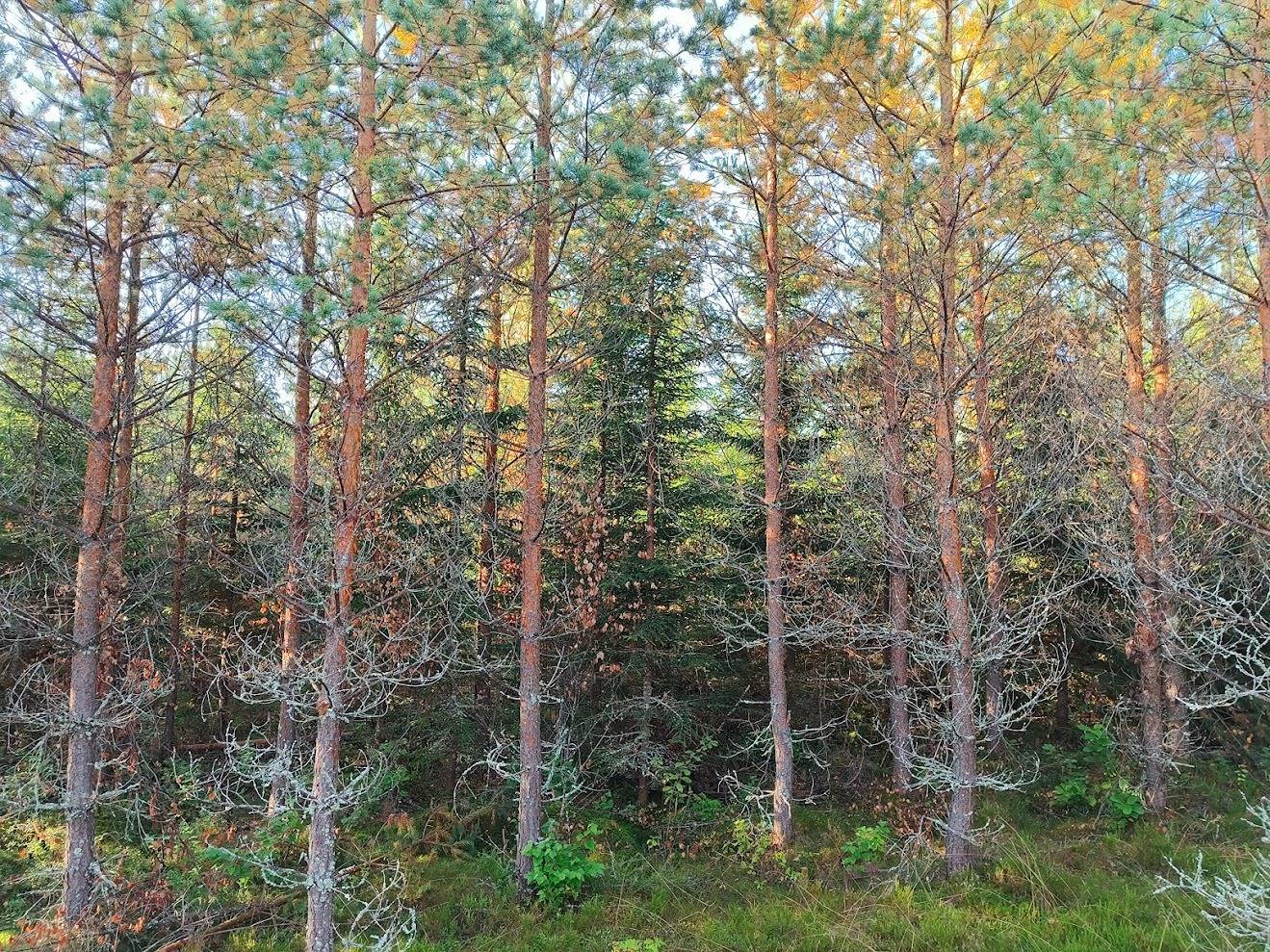 Uutela, 489-408-7-78 1