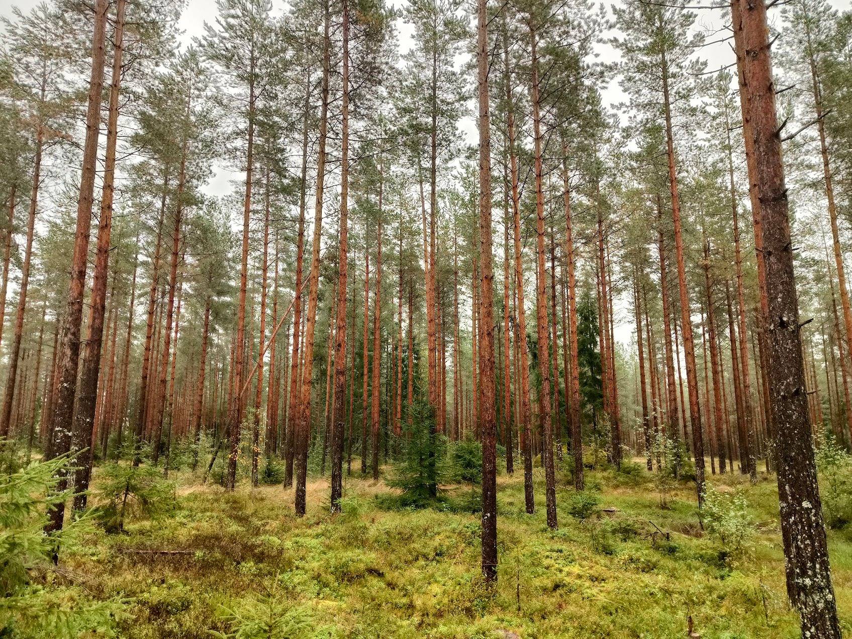 Kivelä, 75-422-4-15 (määräala / Kukkarolampi) 1