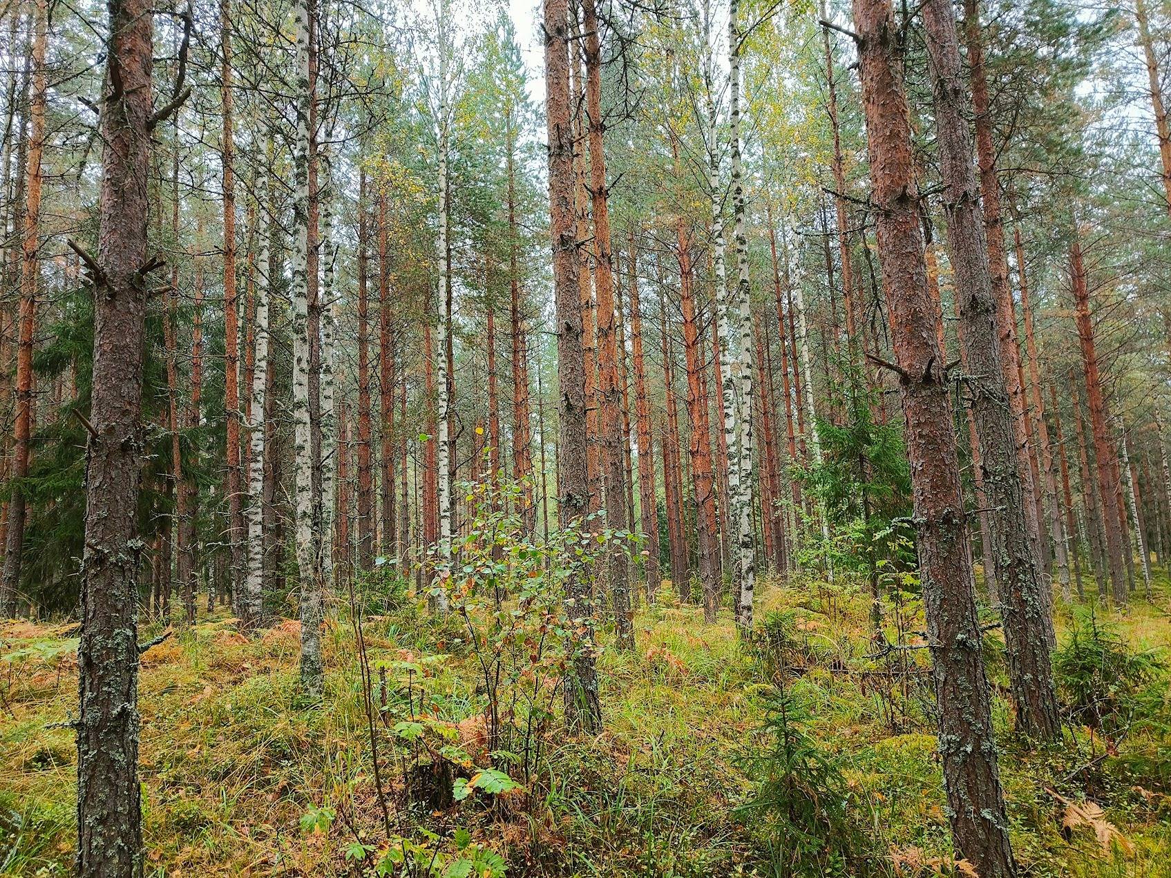 Kansikuva kohteelle Partio, 441-420-1-257