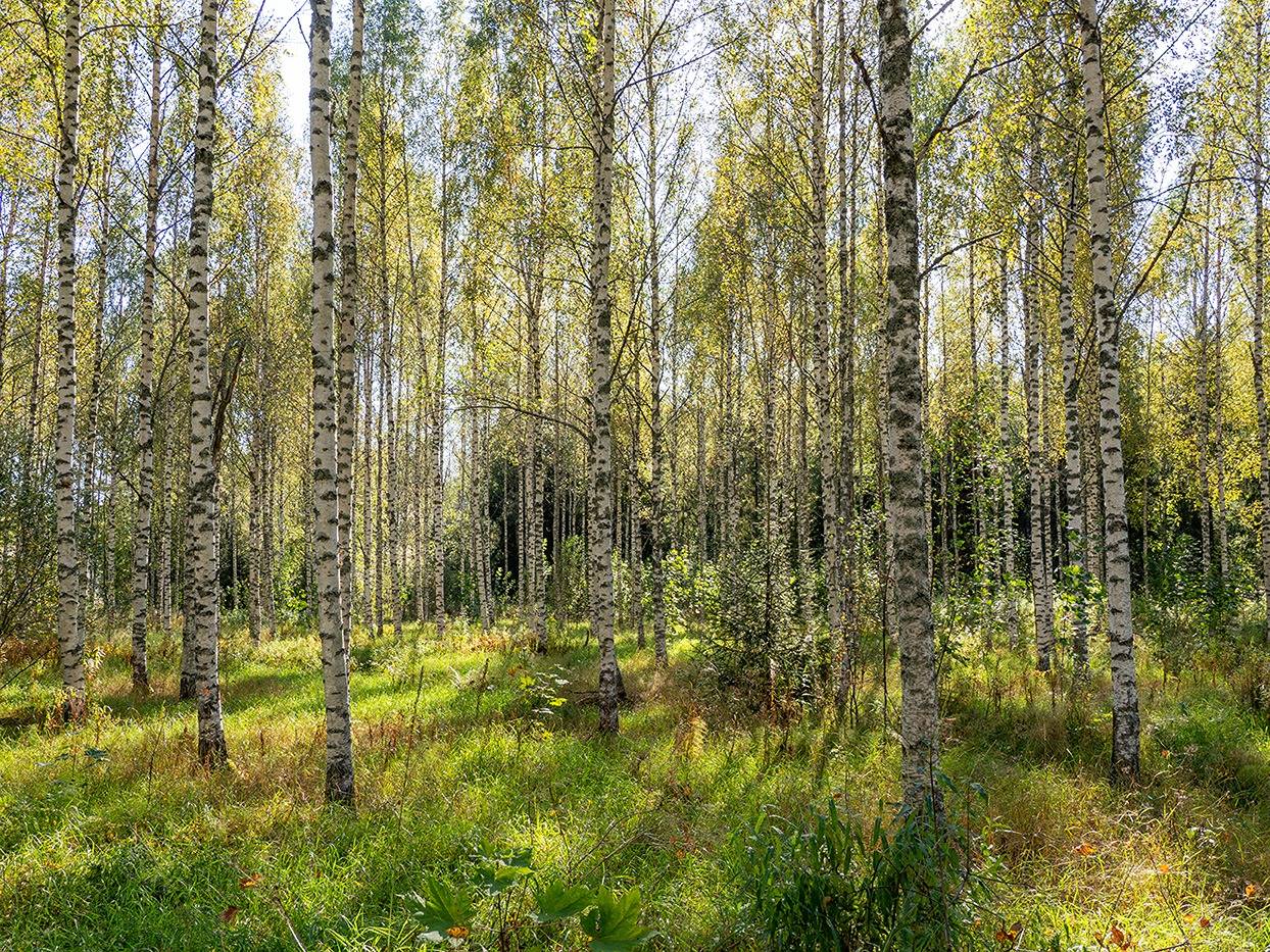 Repovuori 739-419-2-17 1