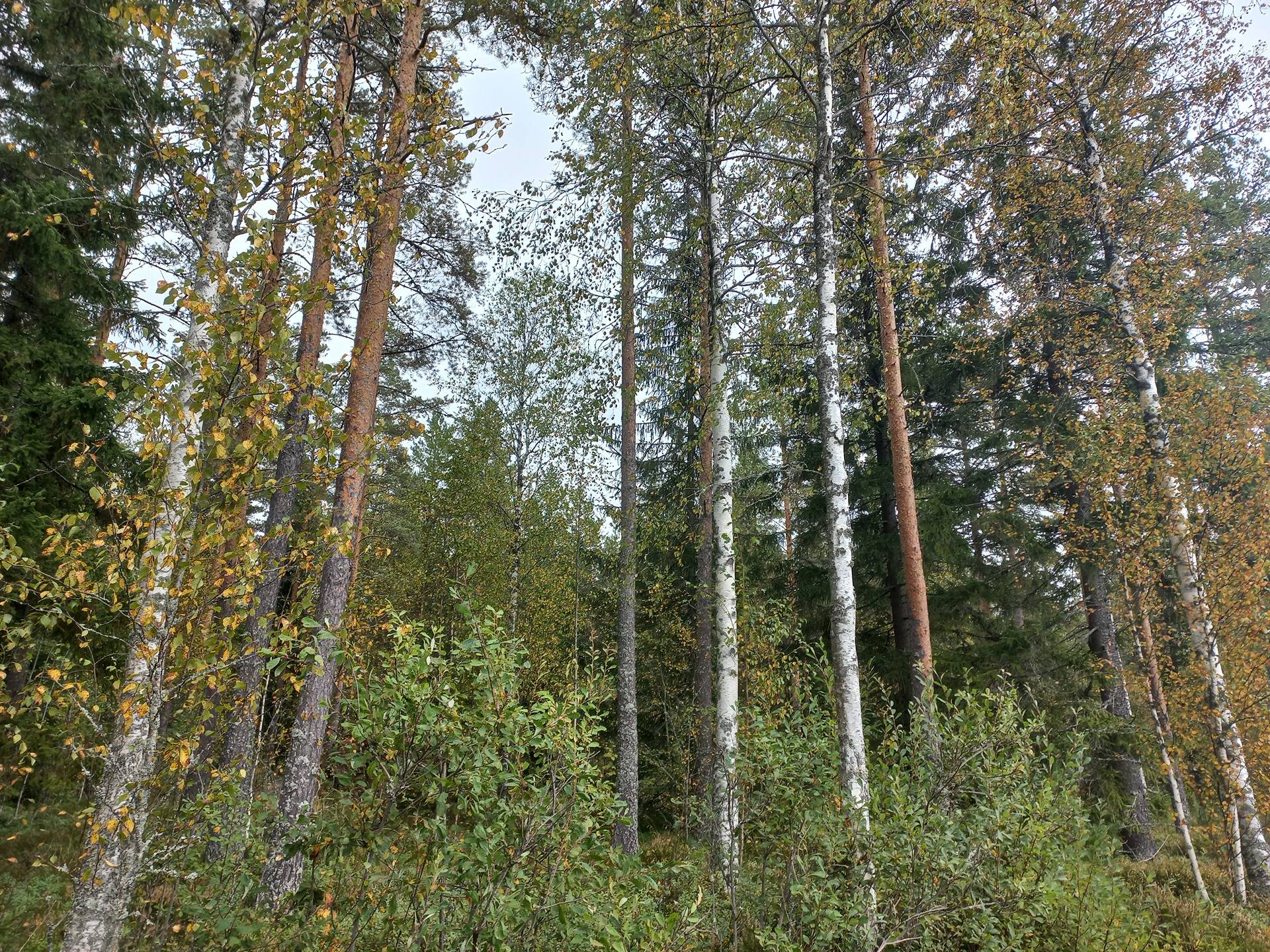 Jurva Suopelto 301-413-13-12 1