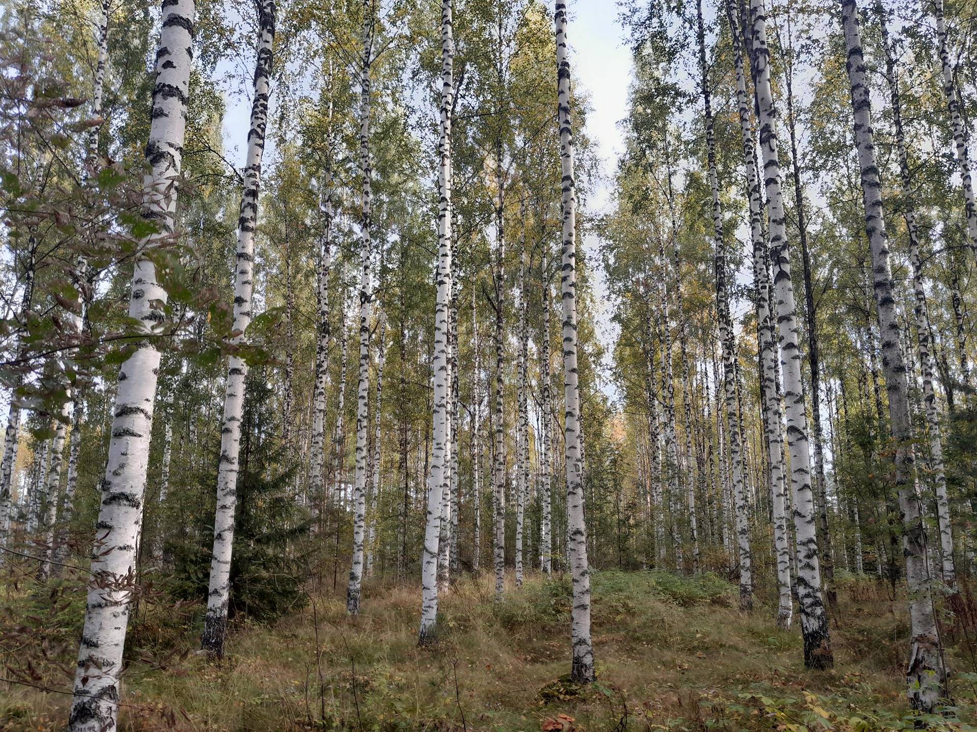 Tanhua 729-413-34-1, 729-413-8-16 Lisävainio ja 729-413-8-11 Vainionpää 1