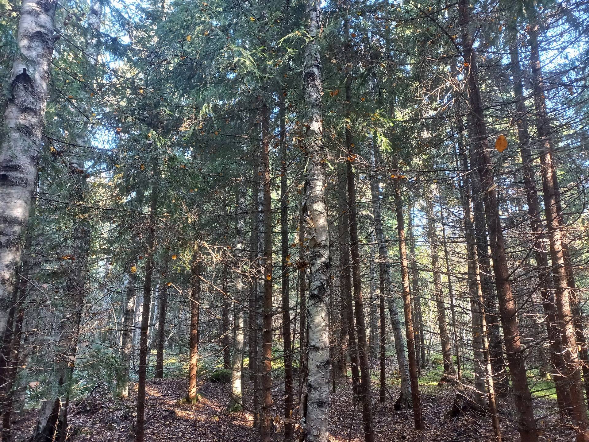 Jurva Väliviita 301-413-13-29 1