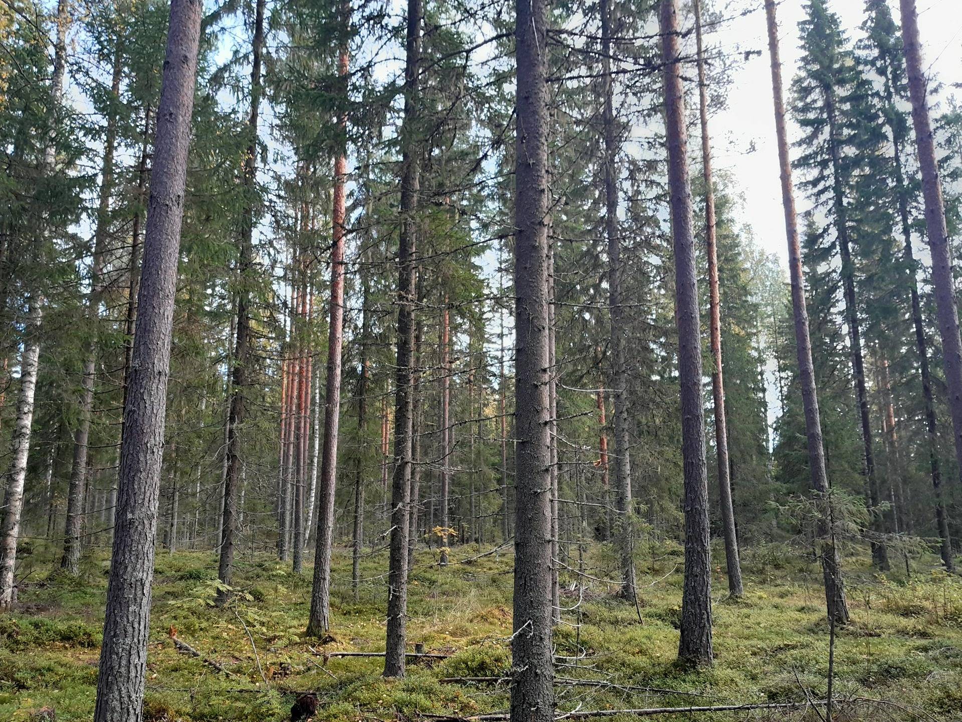 Viitalehto 179-403-9-44 ja Hakalehto 179-403-9-75 1