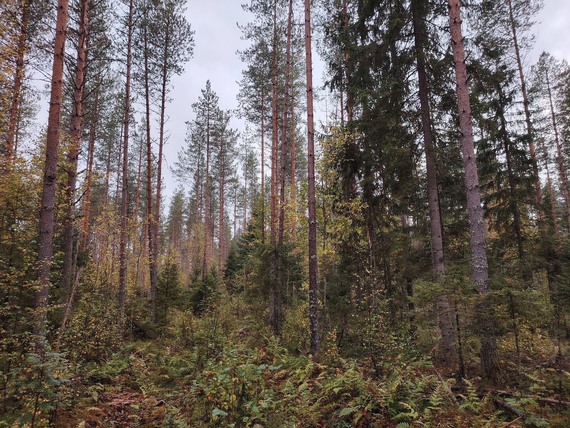 NIKSONVAARA 167-420-4-2, Hoilola 1