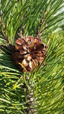 Lappviksbacken 22:0, Vexala 1