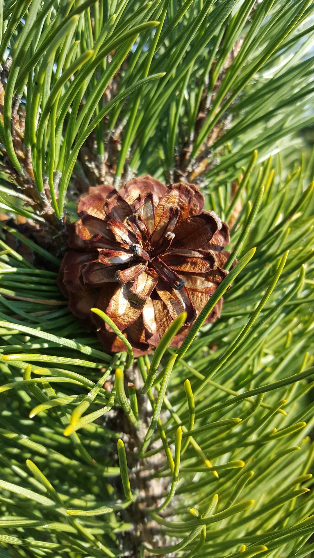 Lappviksbacken 22:0, Vexala 1