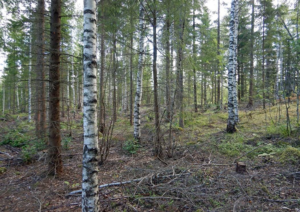 Teeriniemi 1:57 (90-414-1-57) 1