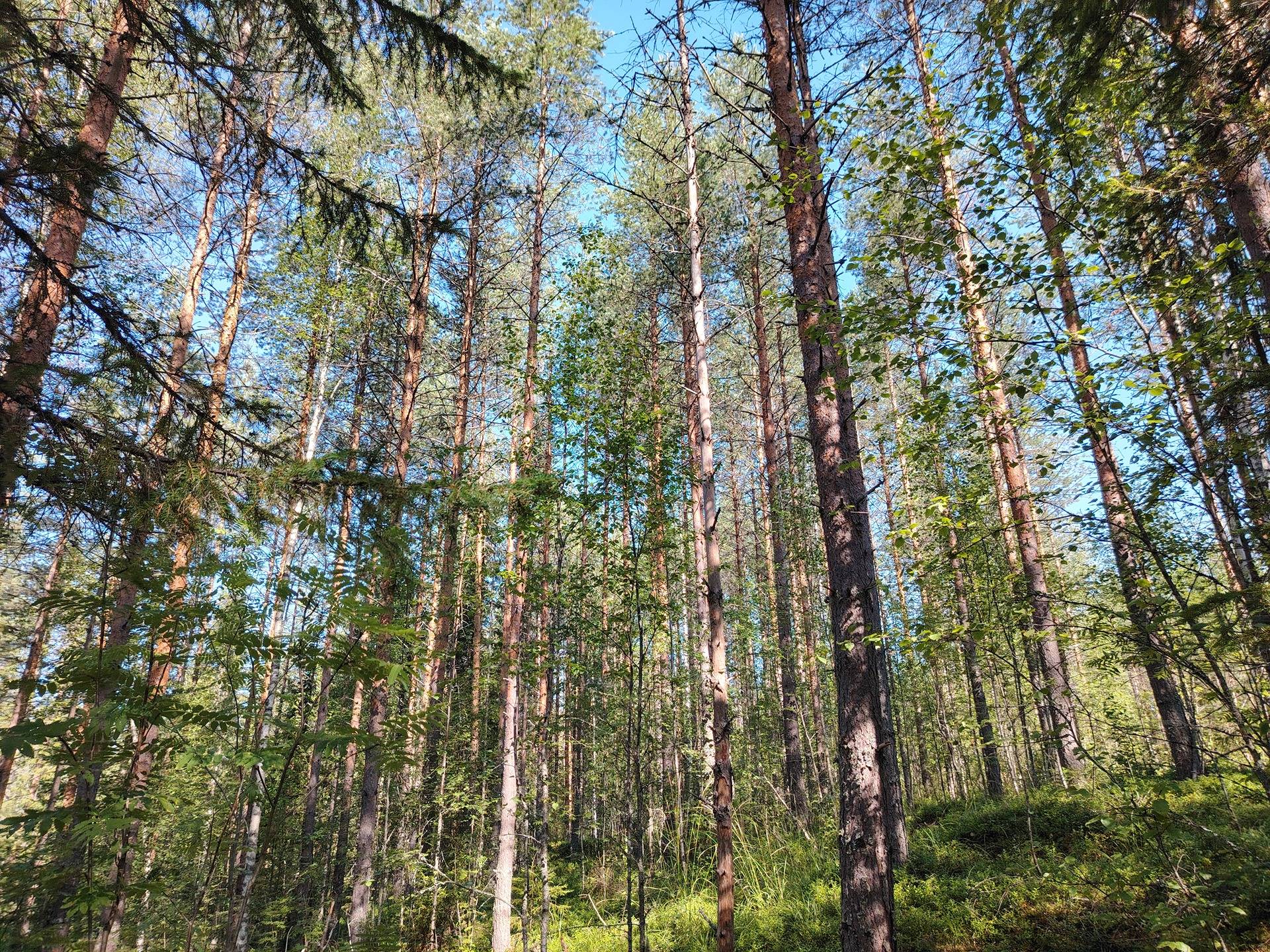 KEKKOLA 167-411-18-15, KOIKKALA 167-411-1-14 ja TETRILAMMINRINNE 167-411-8-18, Huhtilampi 1