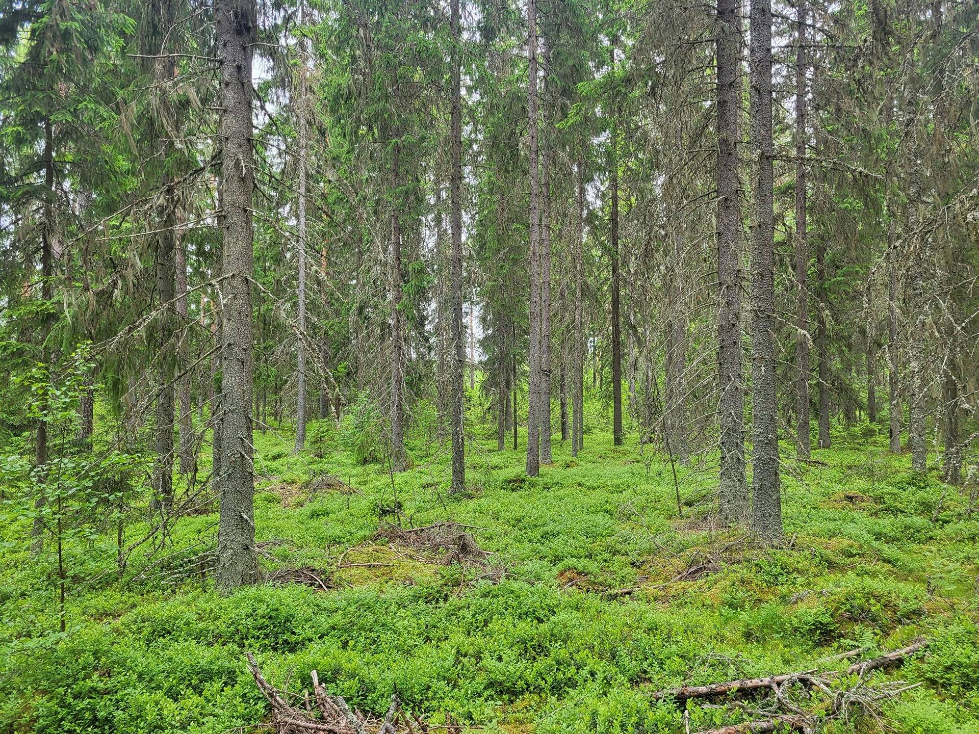 Metsätilat Alamäki 7:47 ja Mäki 7:61 1