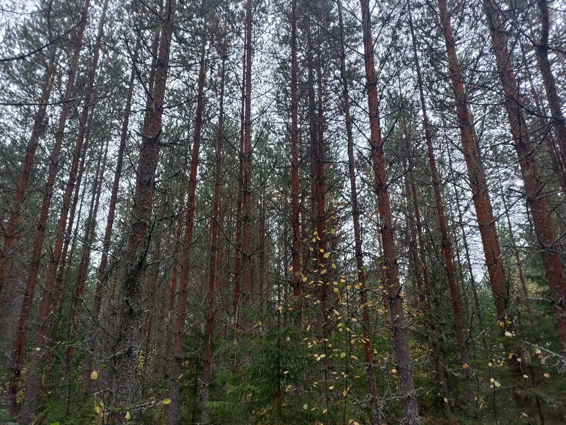 Koivula 563-404-58-0 1