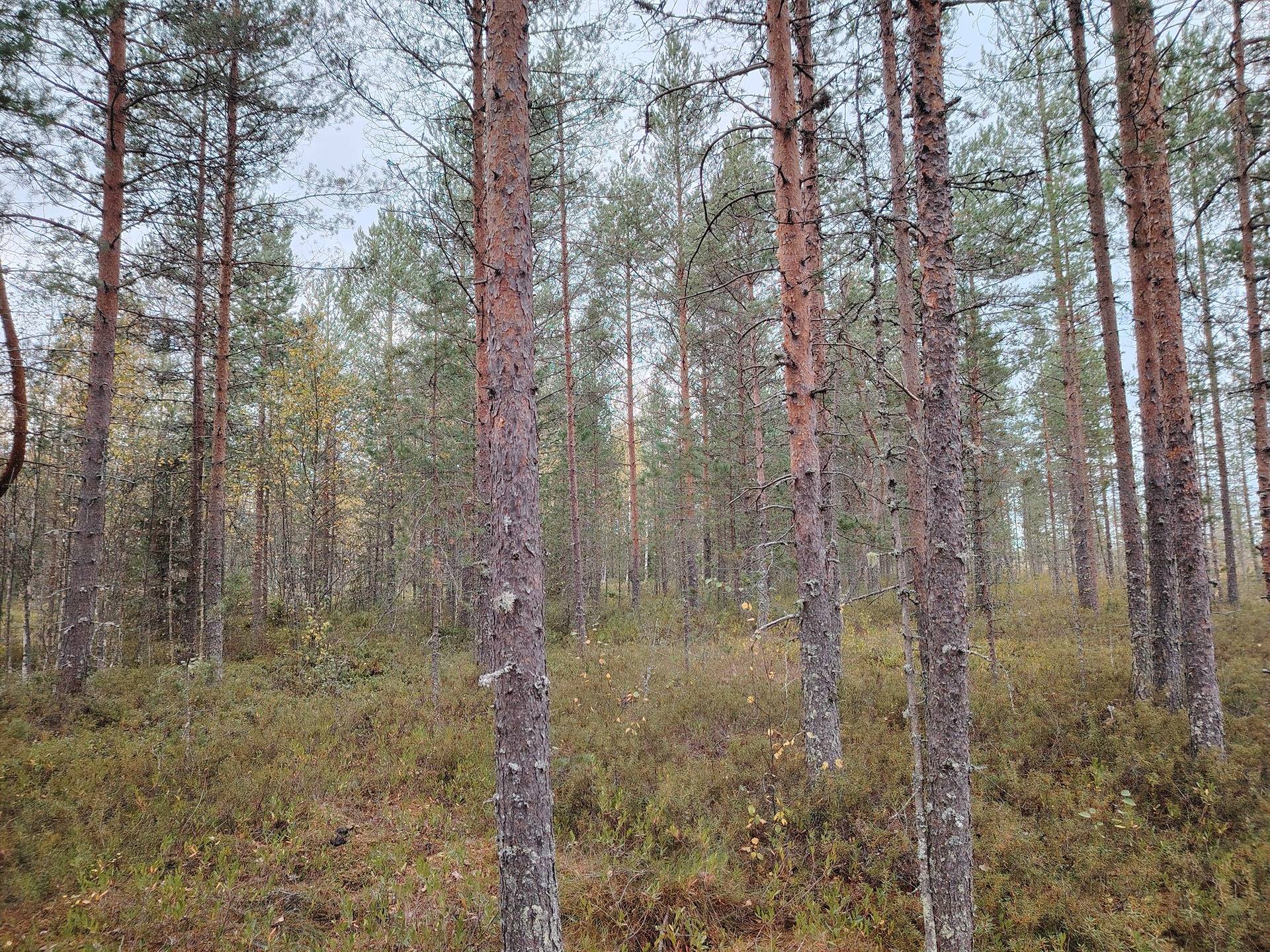 TAMMAKALLIONRIMPI 167-411-30-1, Viesimo 1