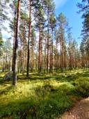 Kuutinharju 686-411-6-353 1