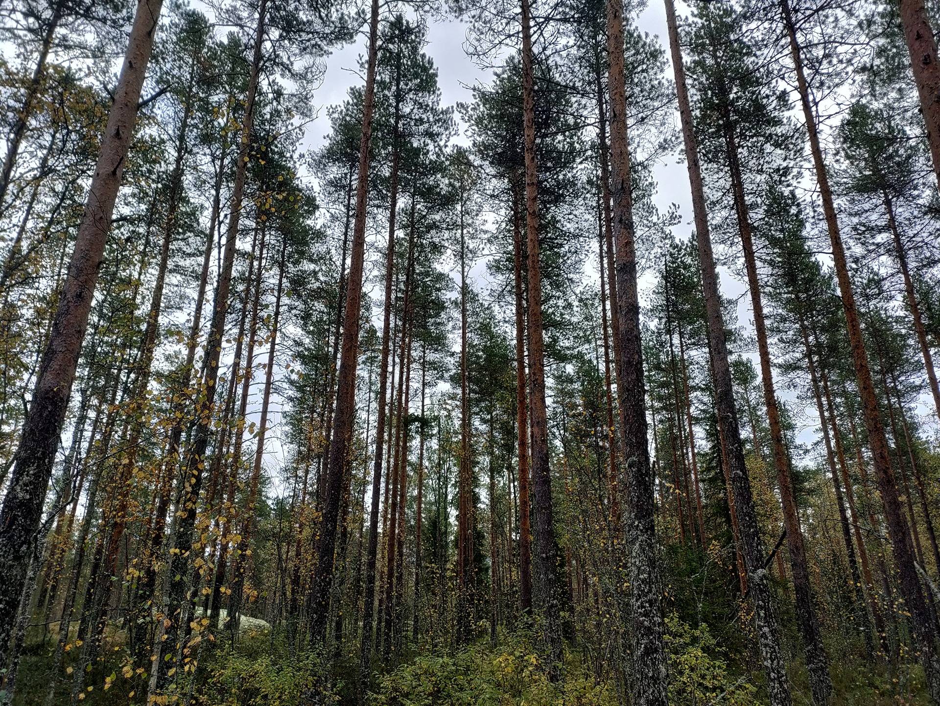 Kallio 563-404-93-5 1