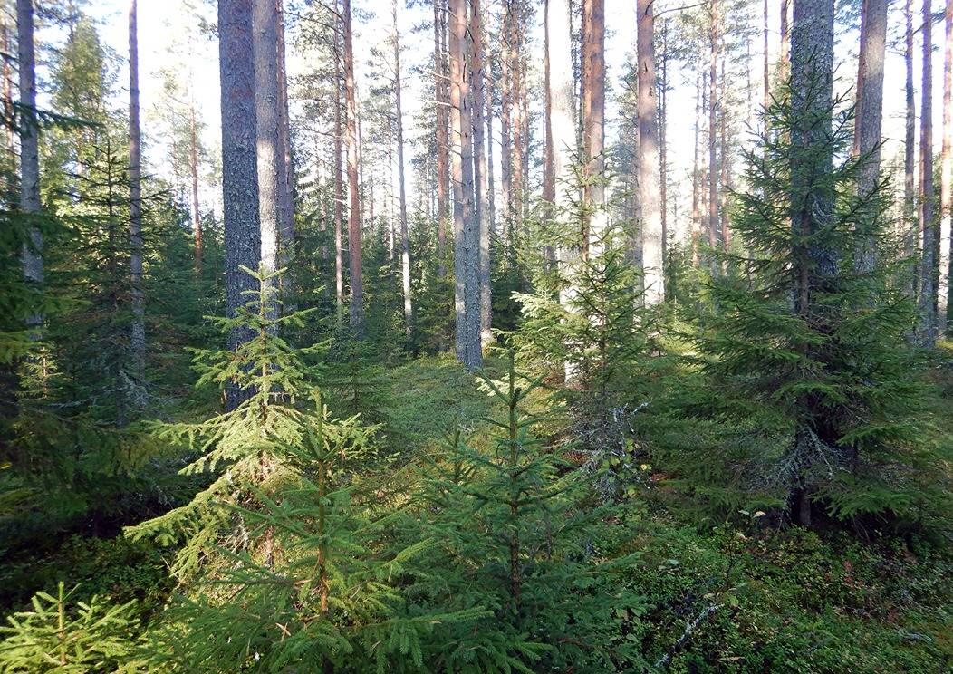 Kansikuva kohteelle Niittylänmetsä 18:6 (420-429-18-6) ja Perämaa 12:35 (420-429-12-35)