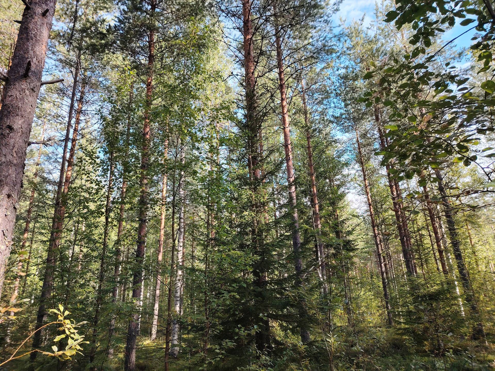 ALAPIHA 146-422-1-21, Naarva 1