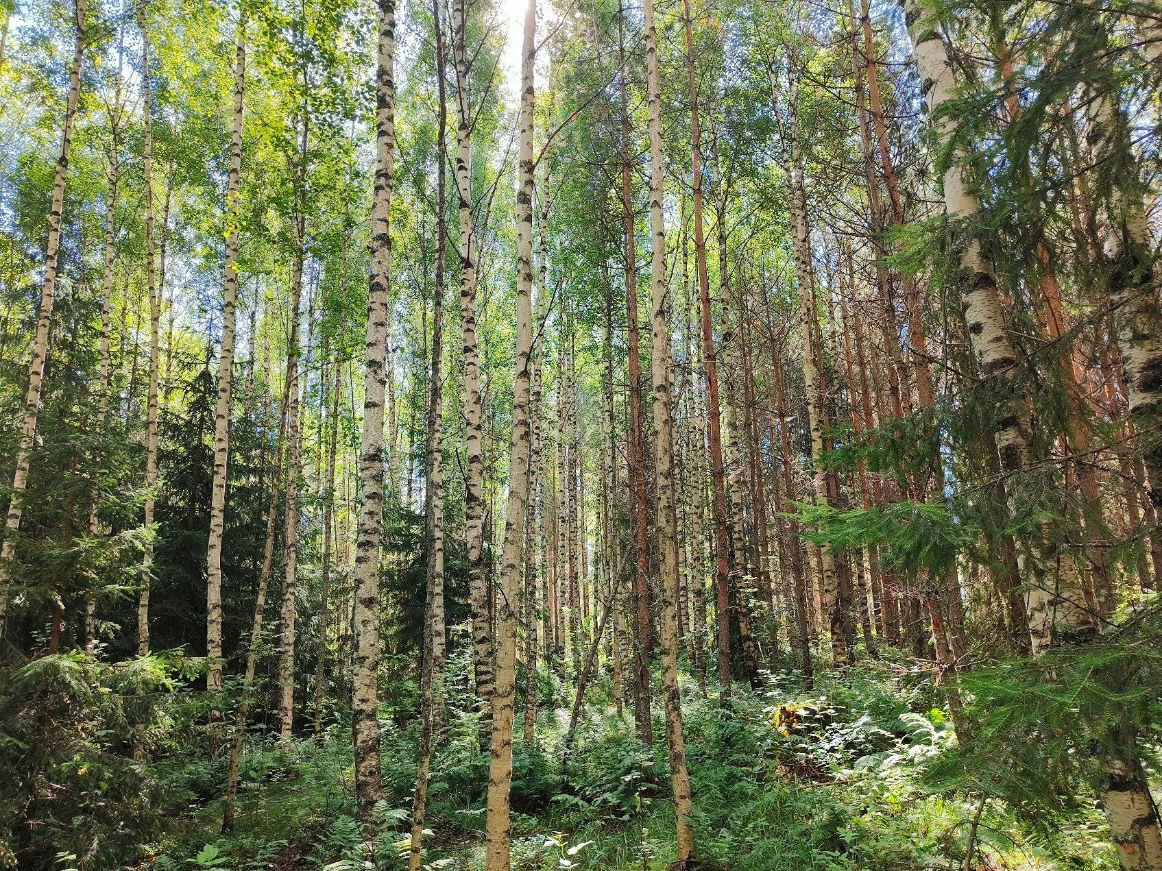 Haavikonkolkka, 935-416-1-36 1