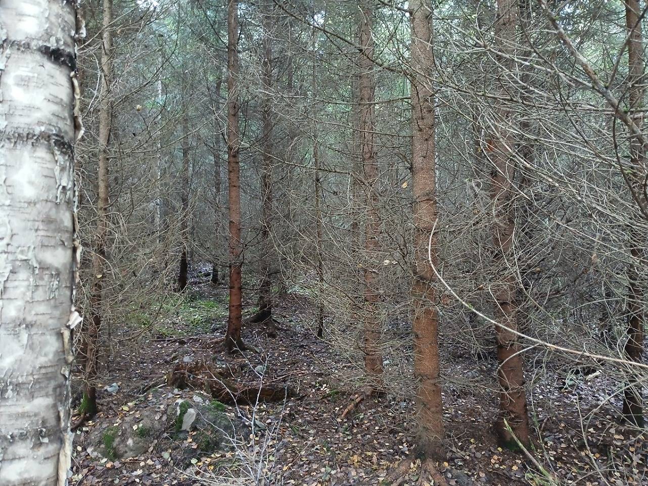 Eväsoja 2:88, Janakkala 1