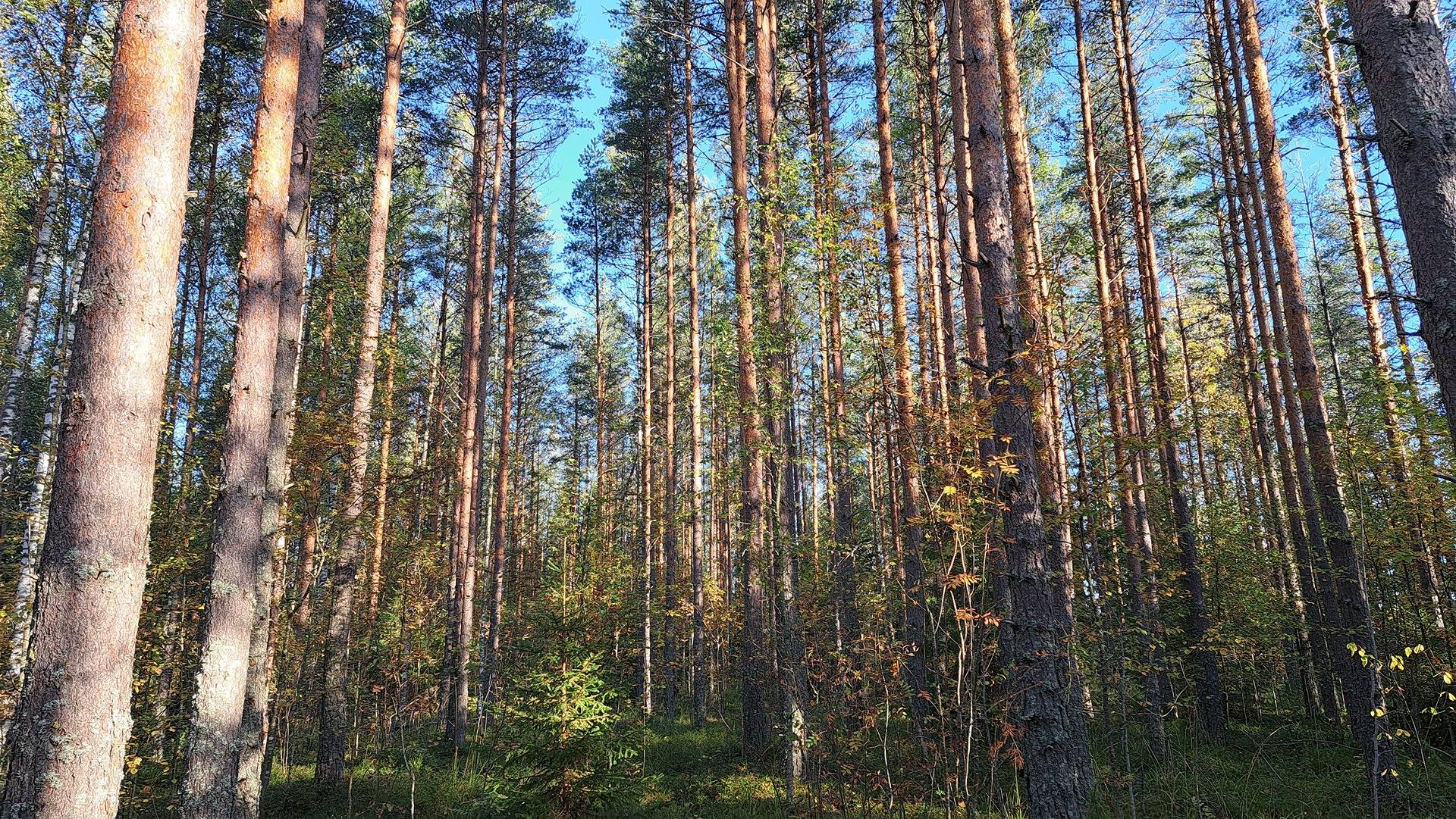 Enonmaa 46-420-31-5 1