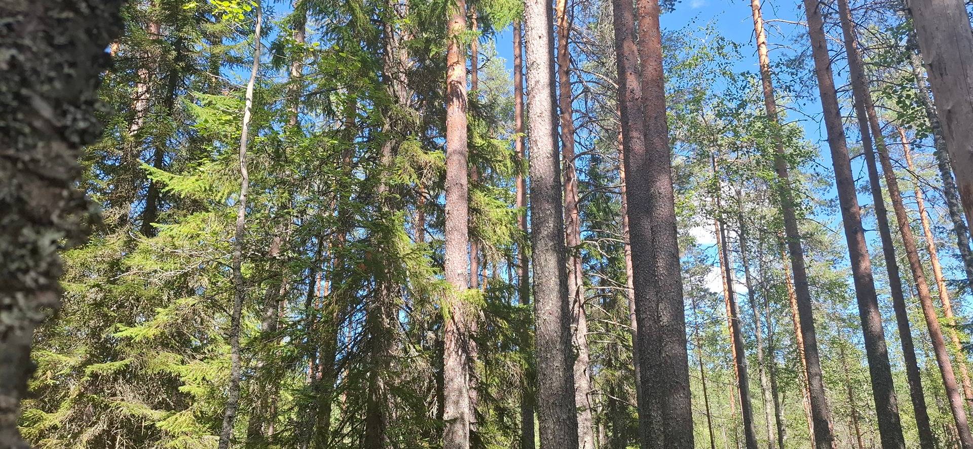 Cover photo for the object 176-408-16-25 KOIVUNOTKO,Nunnanlahti, Määräala