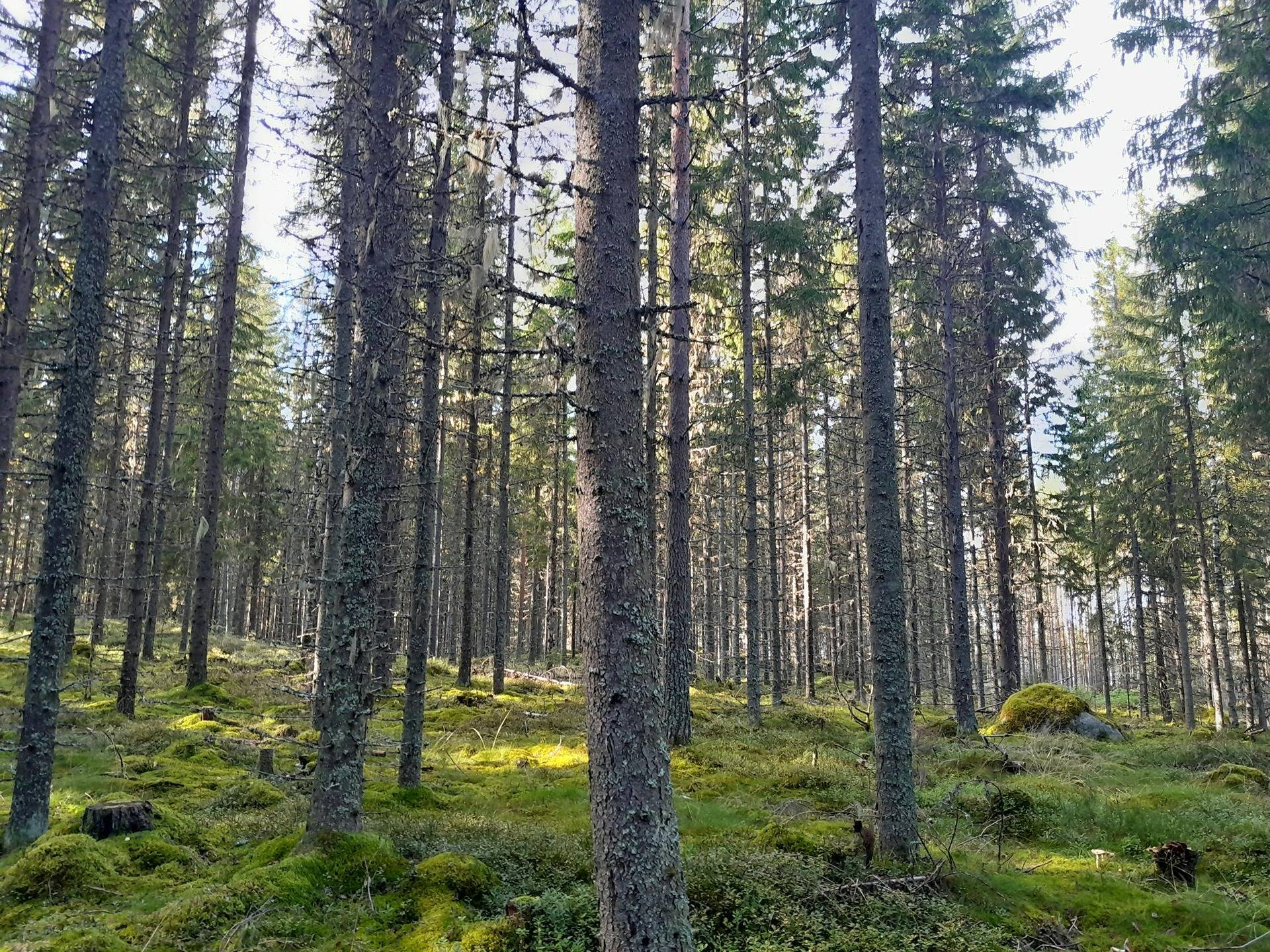 Vanha-Juhola 729-408-7-524 1