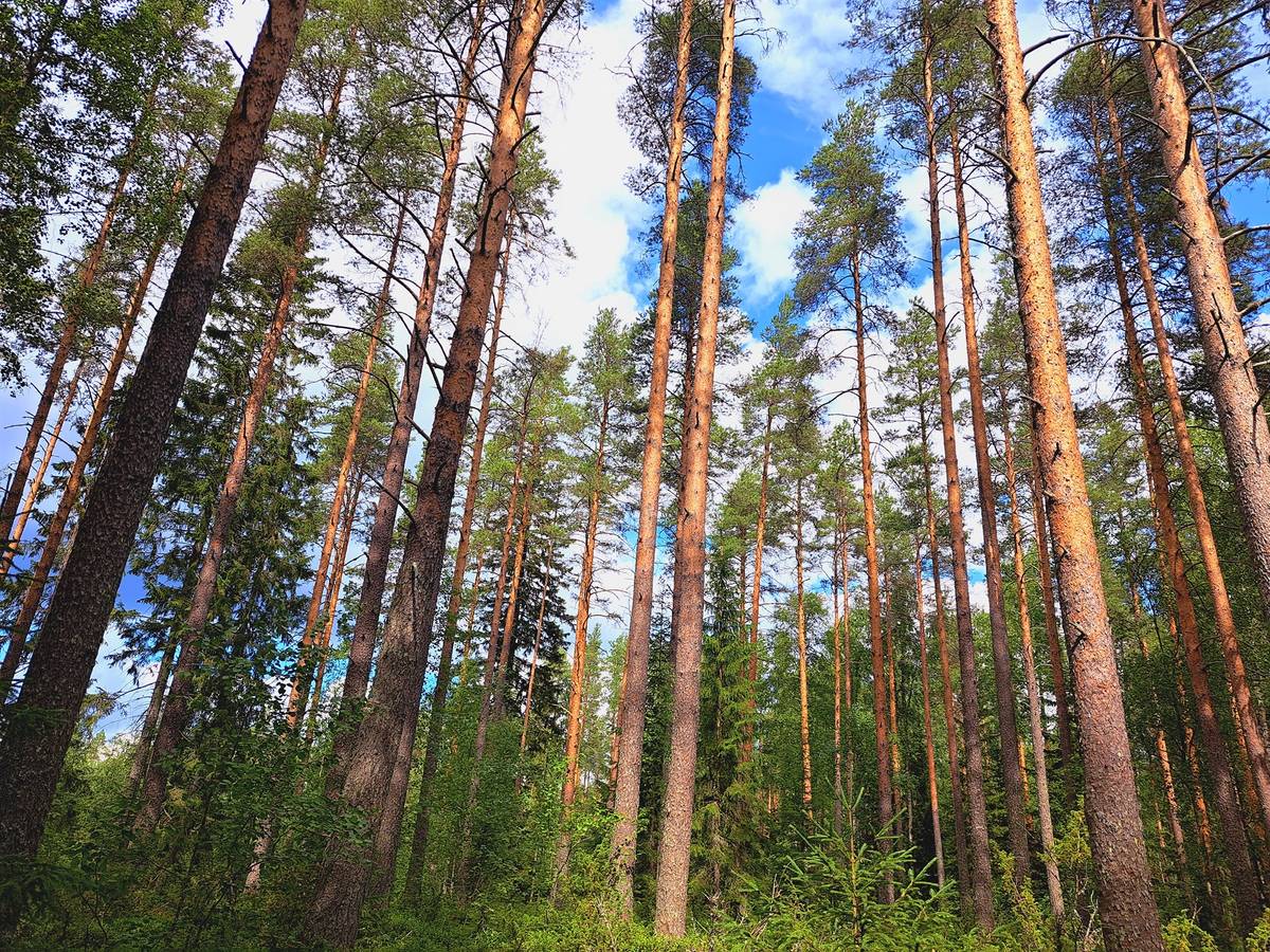 Kansikuva kohteelle Kannus Mäntysaari, metsätilakokonaisuus 148,9 ha