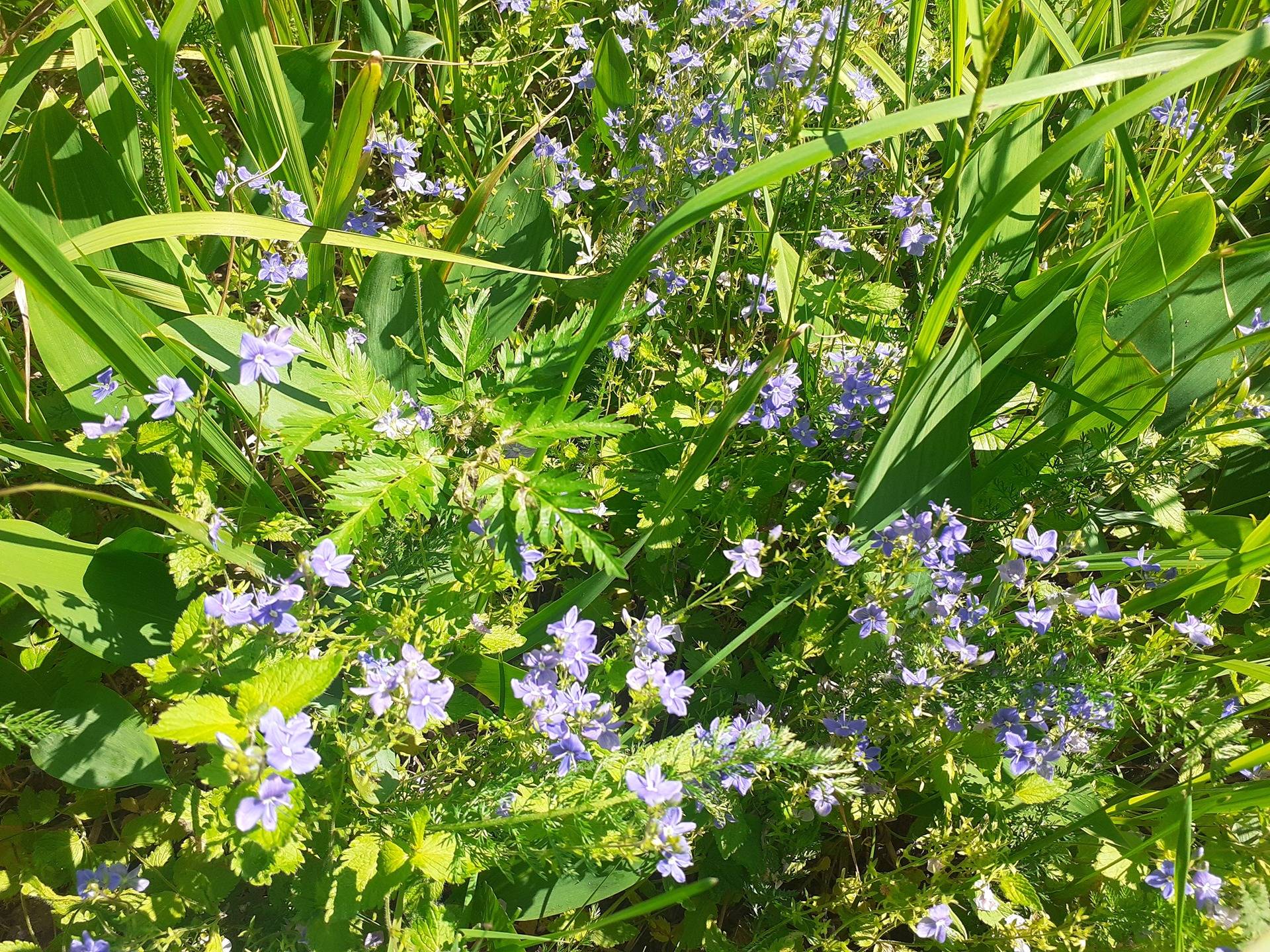 Rantasuo 781-410-1-67 (osuus Metsänomistajien yhteismetsään 41,25/7656) 1