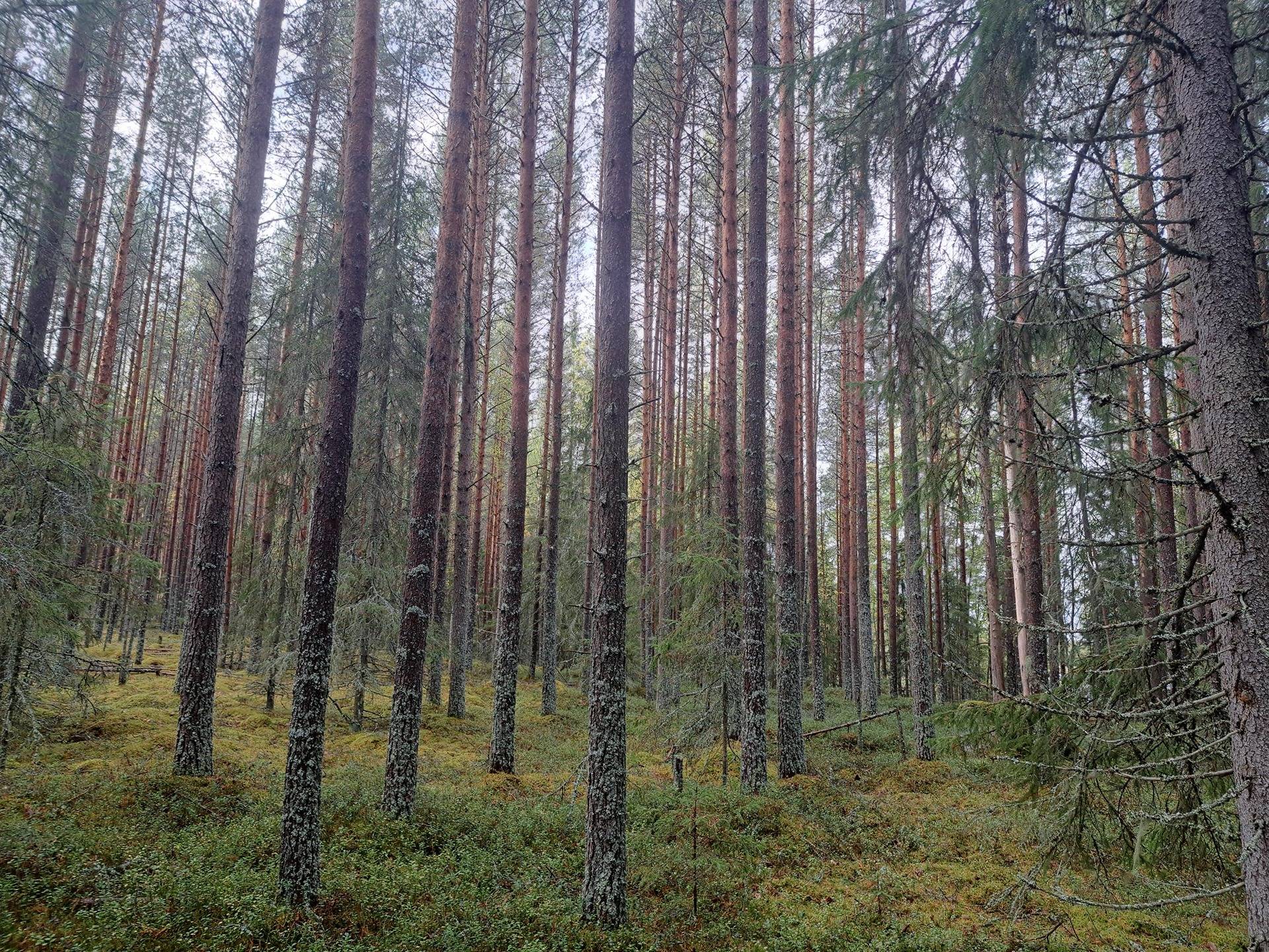 Navettalehto 791-420-1-44 1