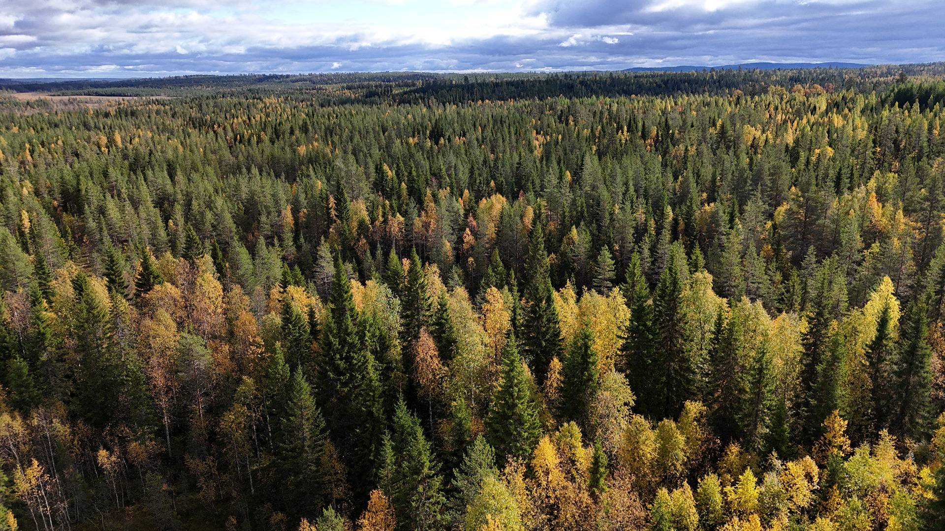 Kansikuva kohteelle ONNELA 620-406-9-54 n. 26,5 ha määräalakiinteistö n. 27 km Puolangan kk:ltä