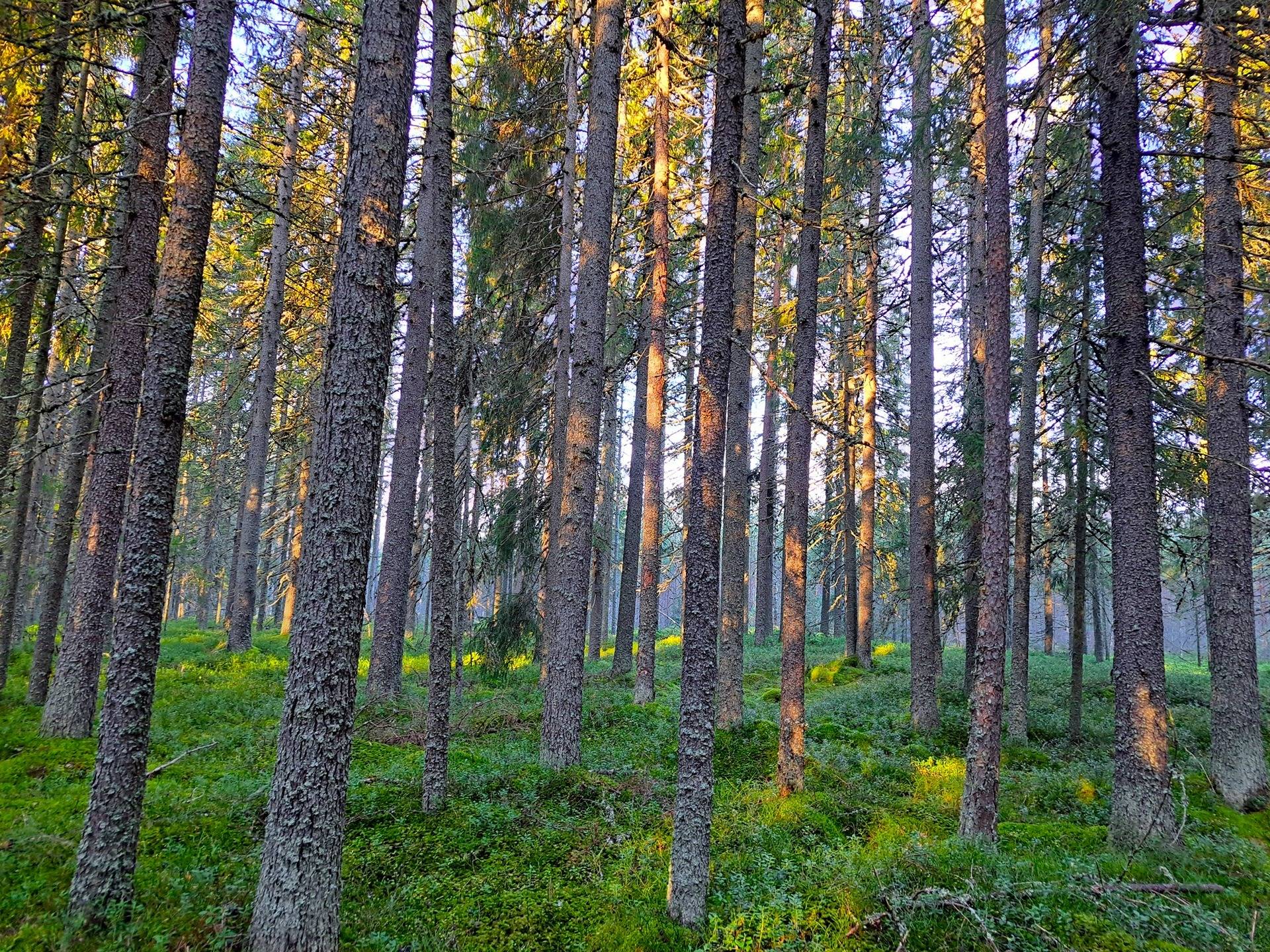 Veteli Sillanpää TOLPPALA 67:2 metsäpalsta noin 23,2 ha. 1