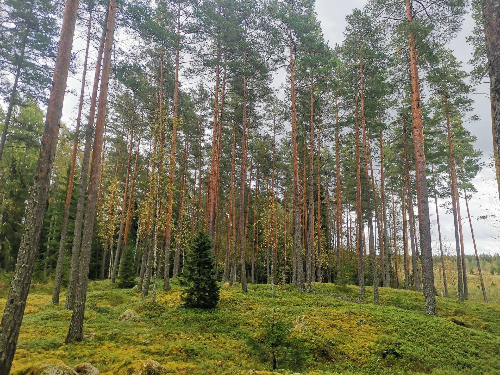 Kansikuva kohteelle Metsätila: 24,92 ha; Laajoentausta; 503-439-1-6, Mynämäki, Lausti.